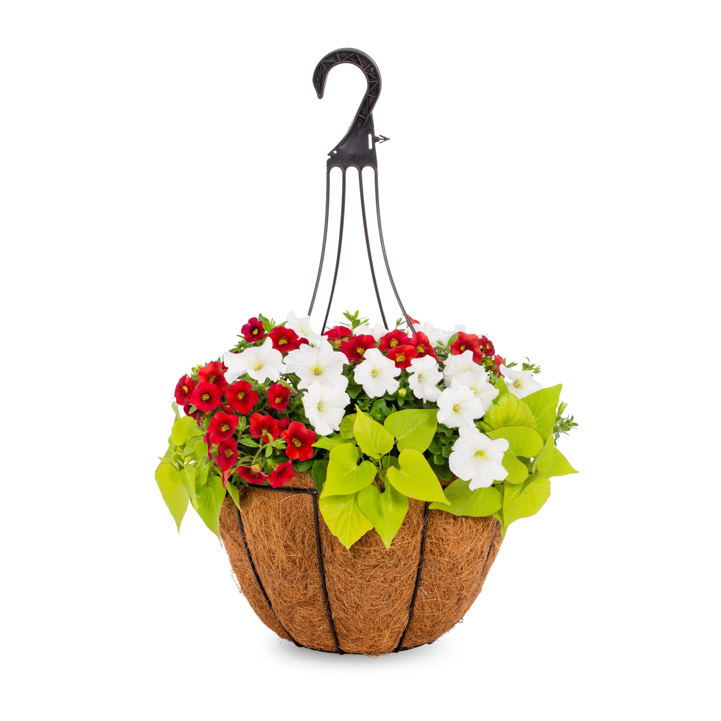 Lowe's NURSERY Multicolor Mixed Annuals Combinations Hanging Basket