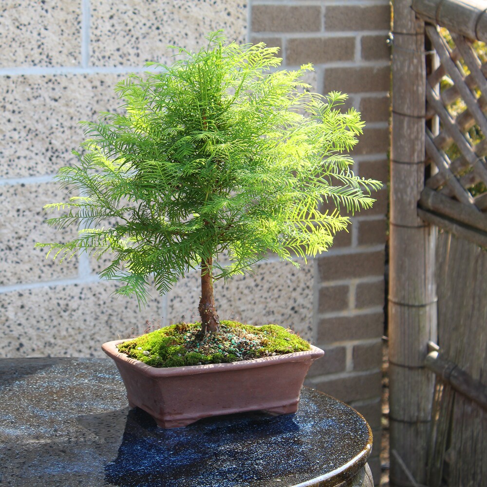 Brussel's Bonsai DT0323DR trees - View #3