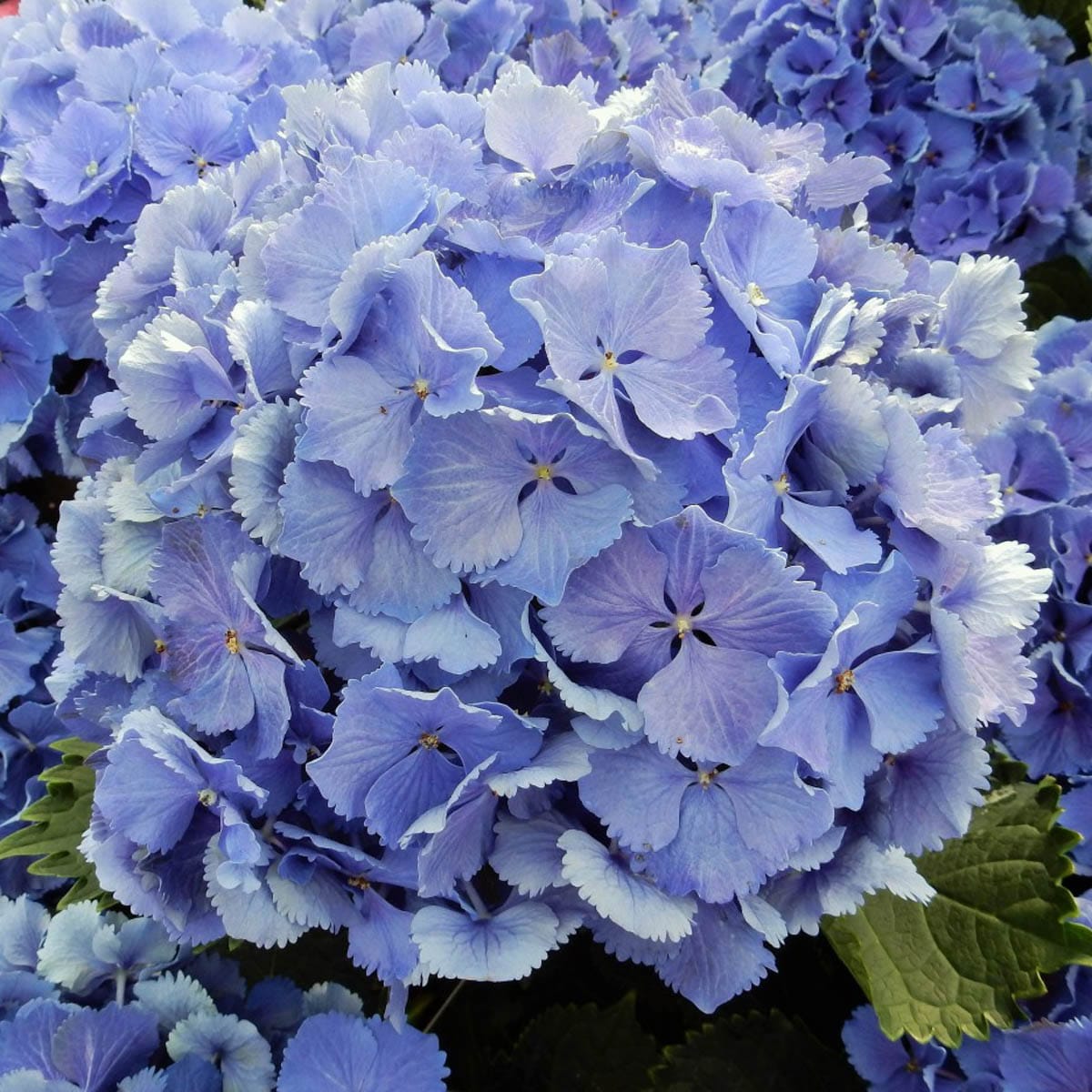 Spring Hill Nurseries 92625 Flowering Magical Bluebells Hydrangea Feature Shrub in 2.5 -Quart Pot 1.0 -Pack with Blue Blooms