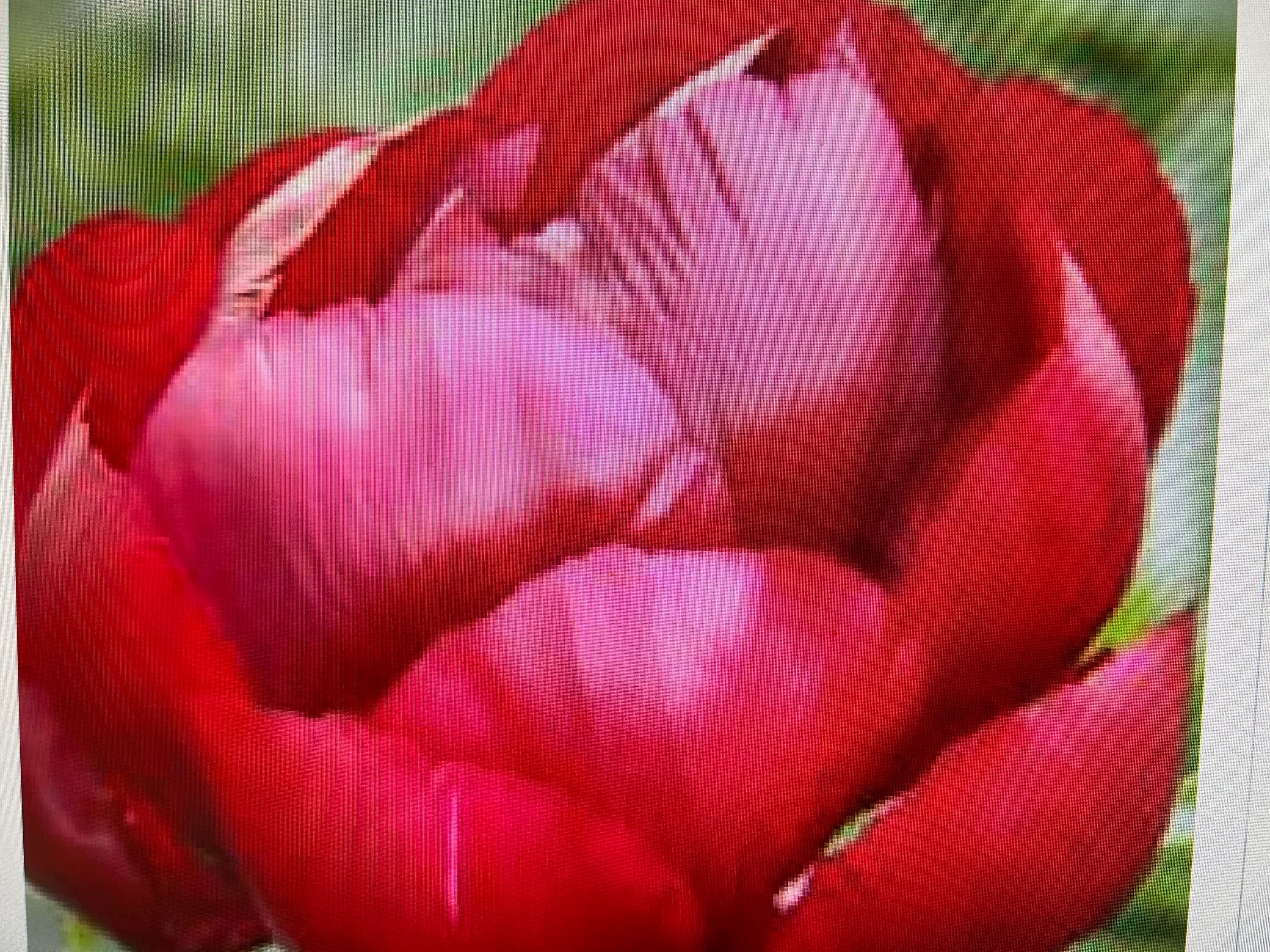 Daylily Nursery 21643 Red Sword Dance Peony Plant in 1 -Pack Bareroot 1 -Pack