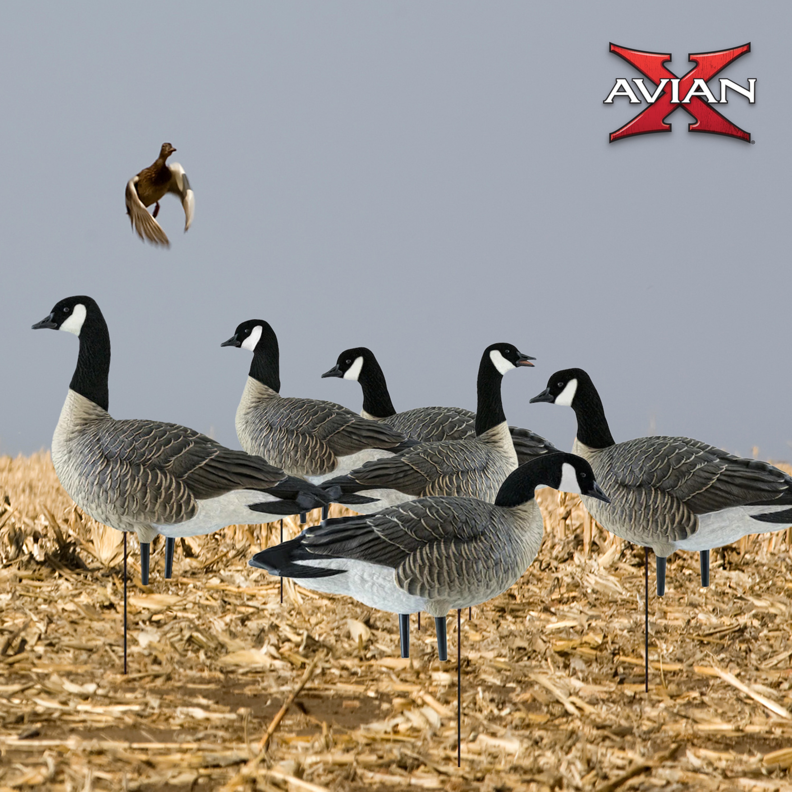 Avian X 399279 Hunting-Equipment - View #6