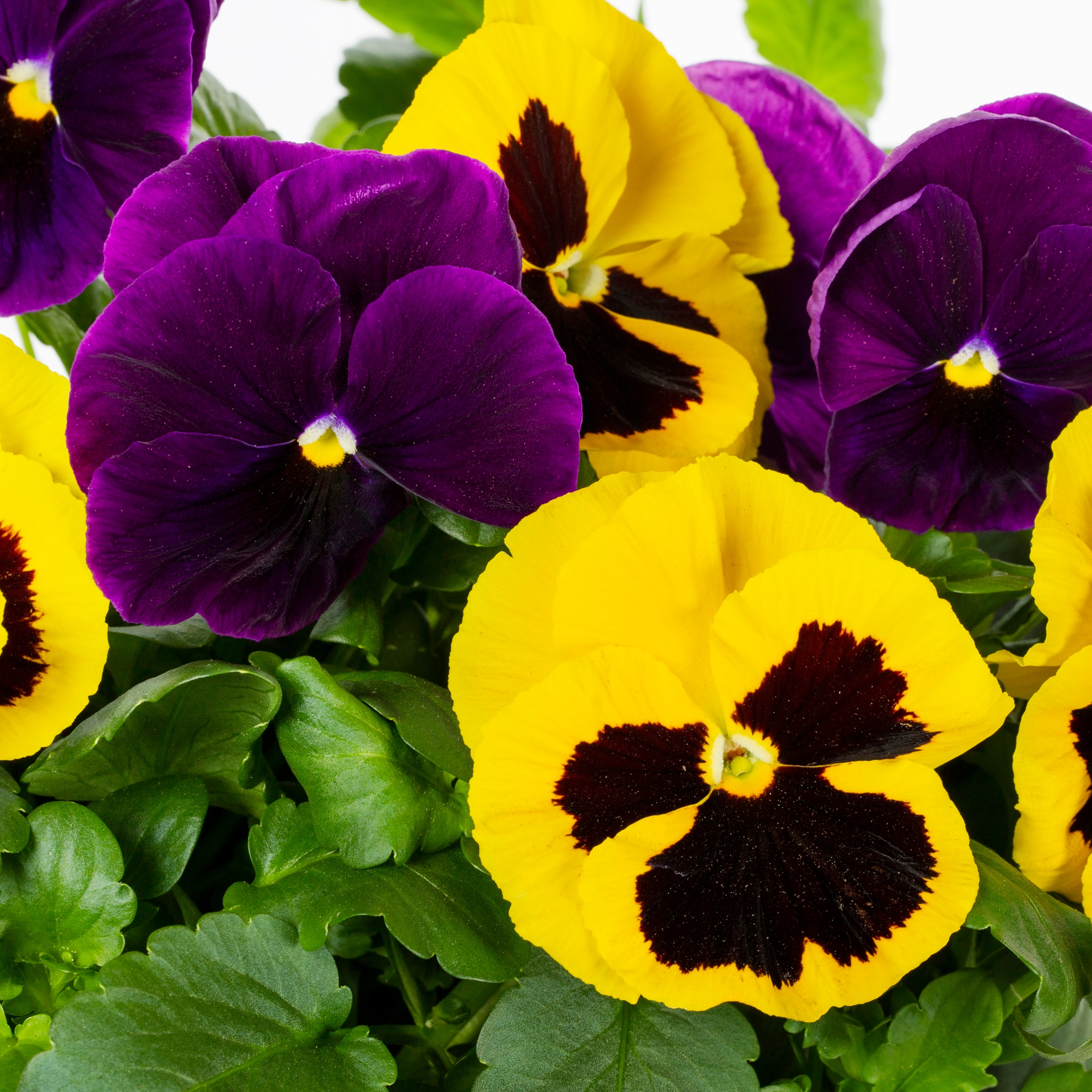 Ready Refill NURSERY annuals - View #2