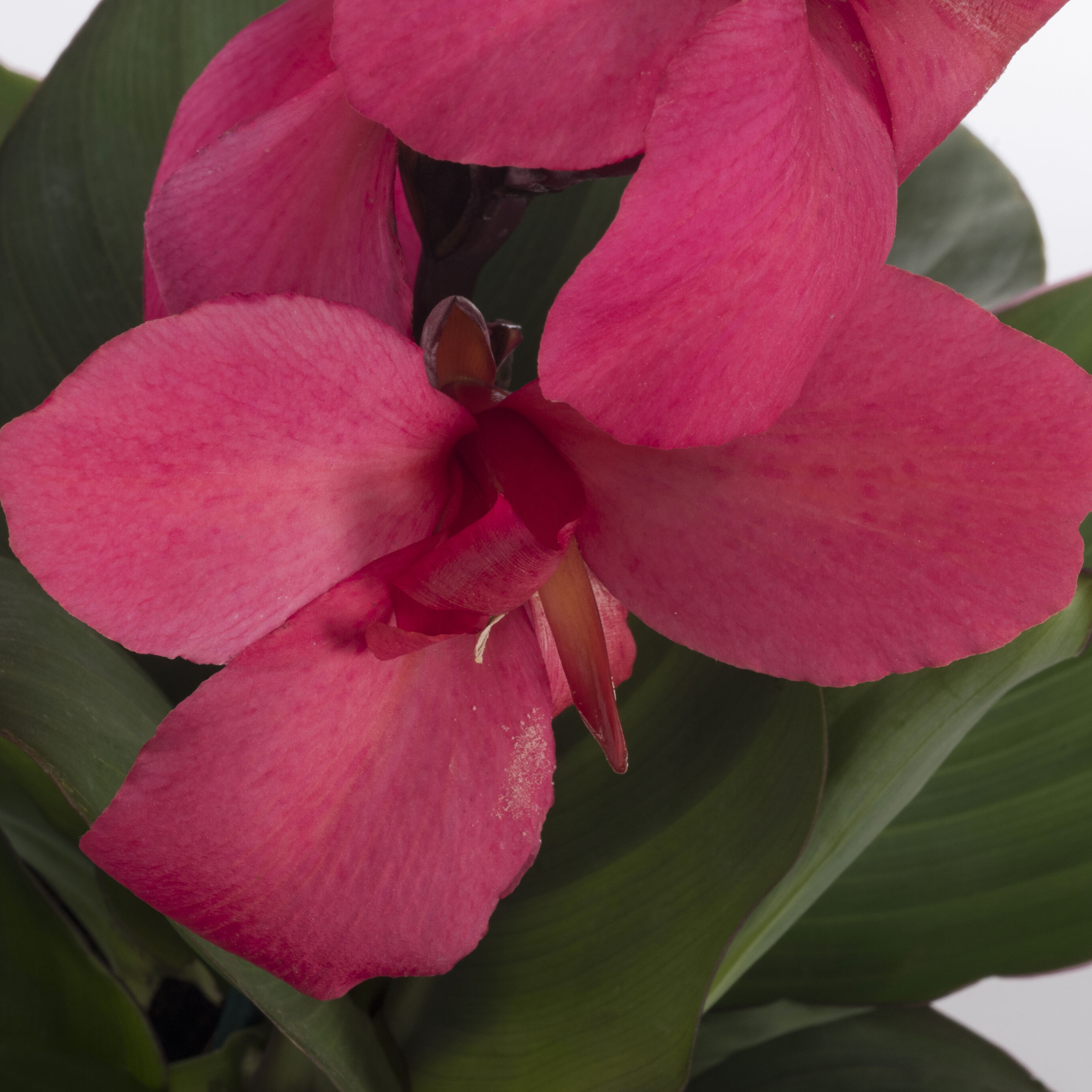 Monrovia 79150 annuals - View #2