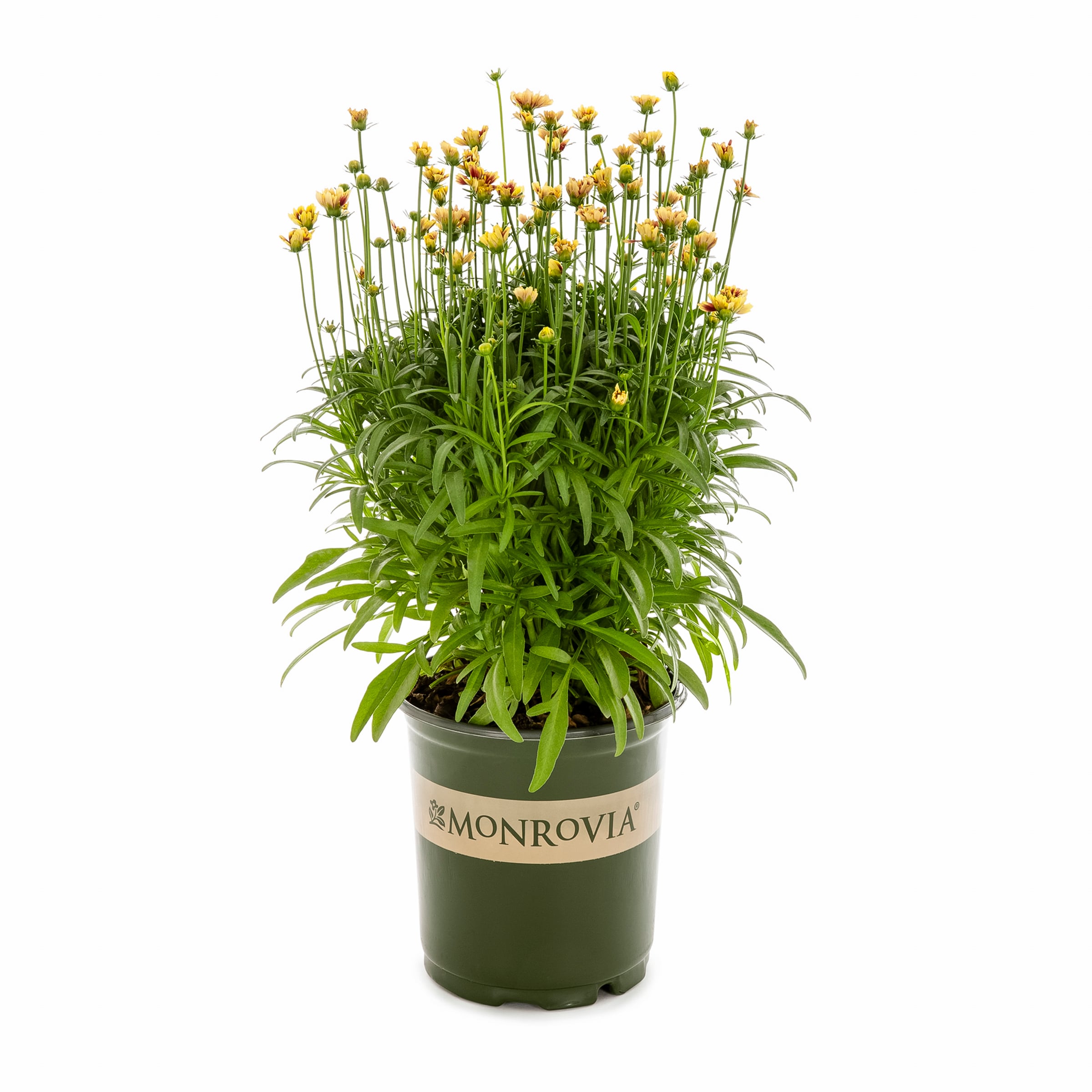 Monrovia 4975 perennials - View #3