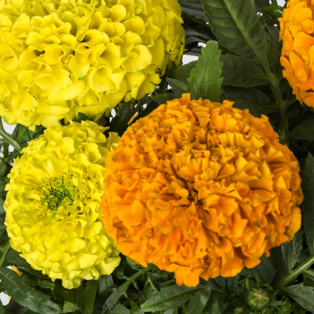 Lowe's Multicolor African Marigold in 1-Quart Pot in the Annuals department  at 