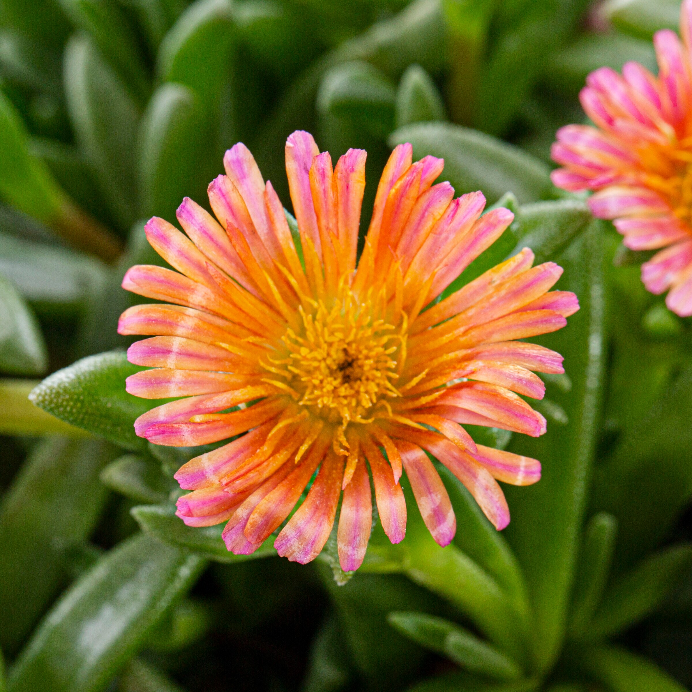 Monrovia Orange Ice Plant In 2 5 Quart Pot 3 Pack In The Perennials   64272319 