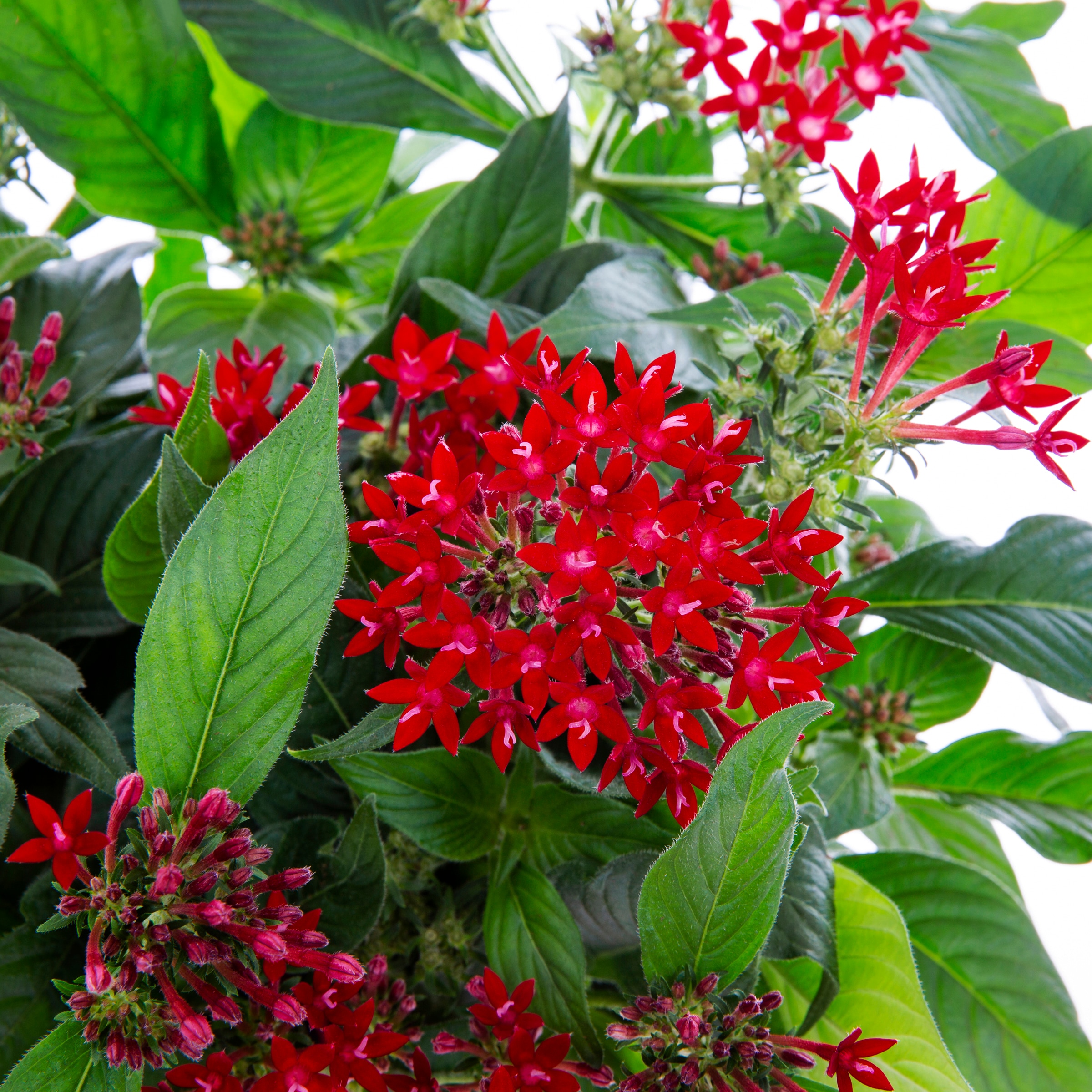 Lowe's NURSERY annuals - View #2