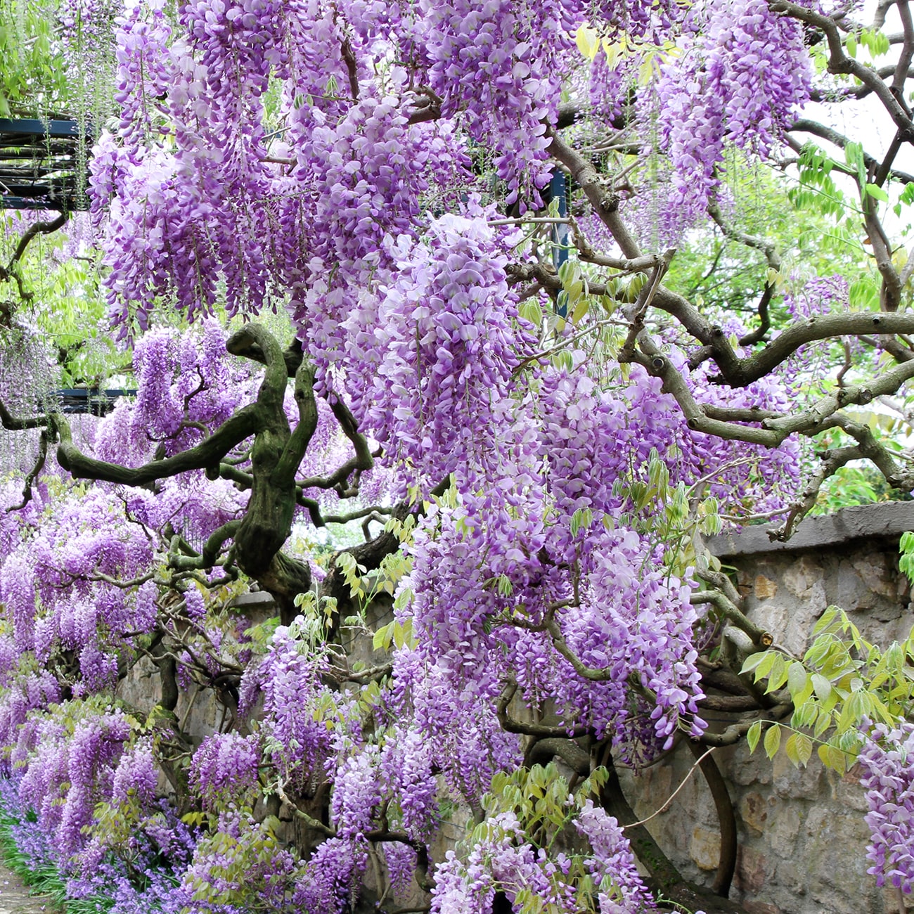 Wisteria Purple Plant