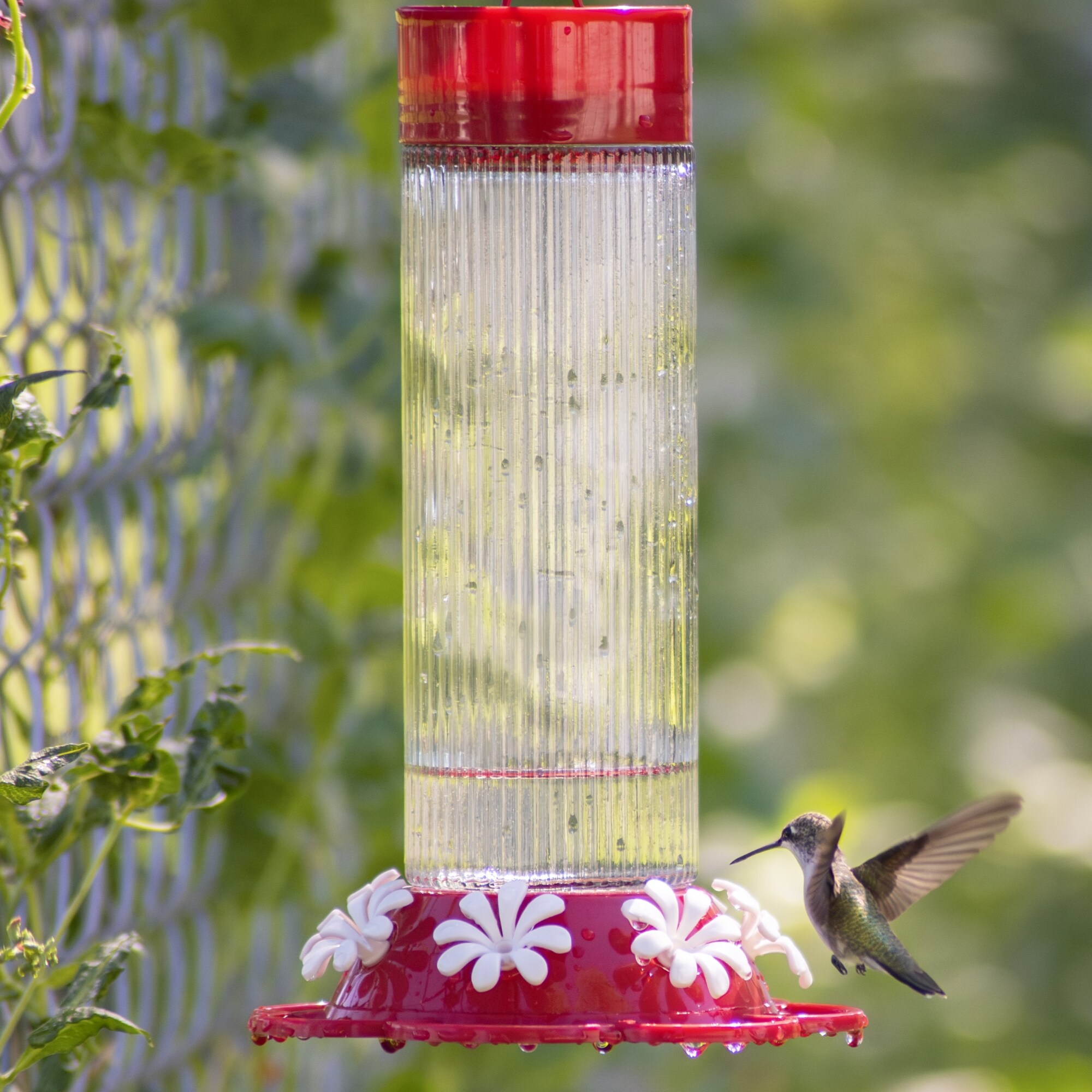 Nature's Way TGF5-IP Bird-Feeders - View #4