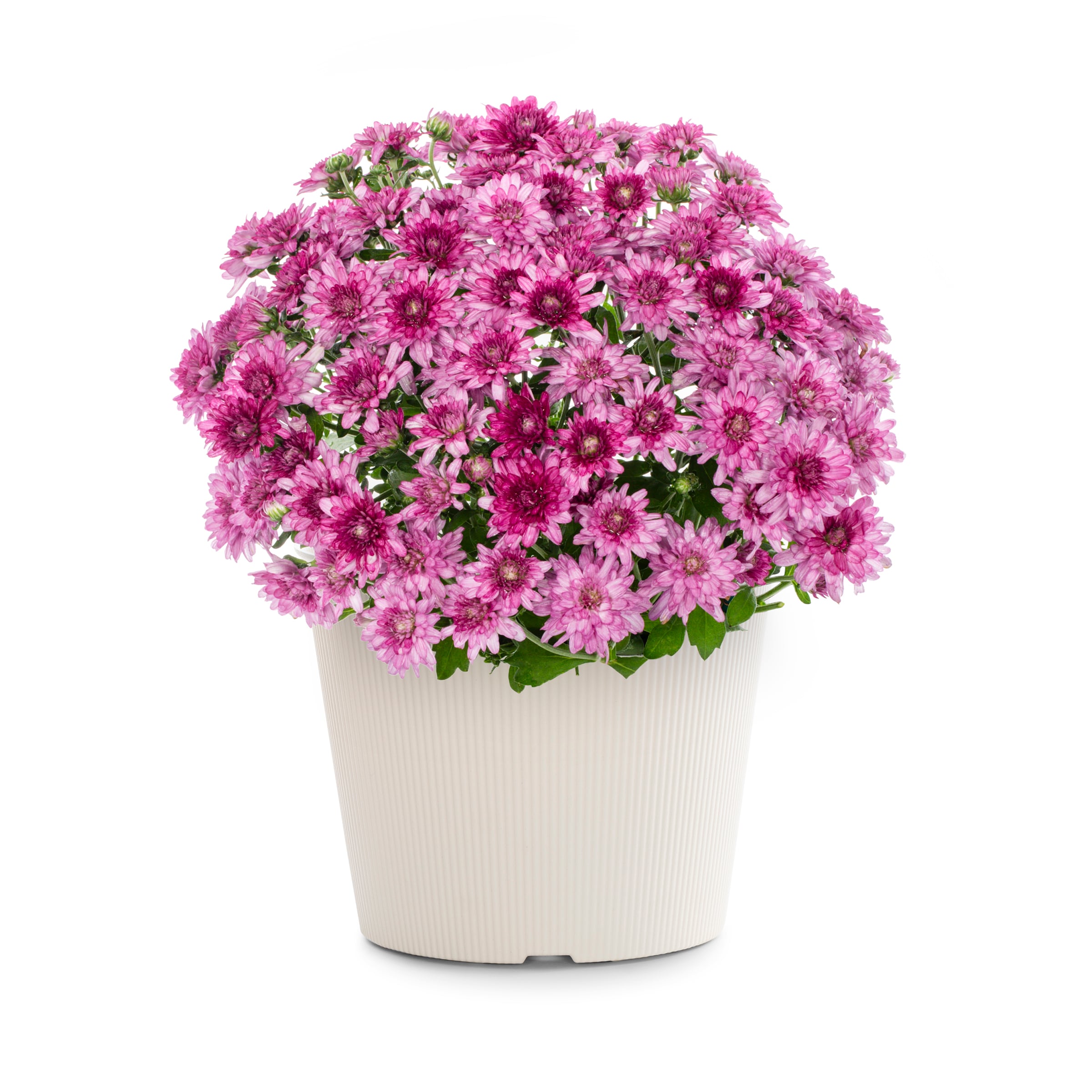 Lowe's NURSERY Multicolor Mum in 3-Quart Pot