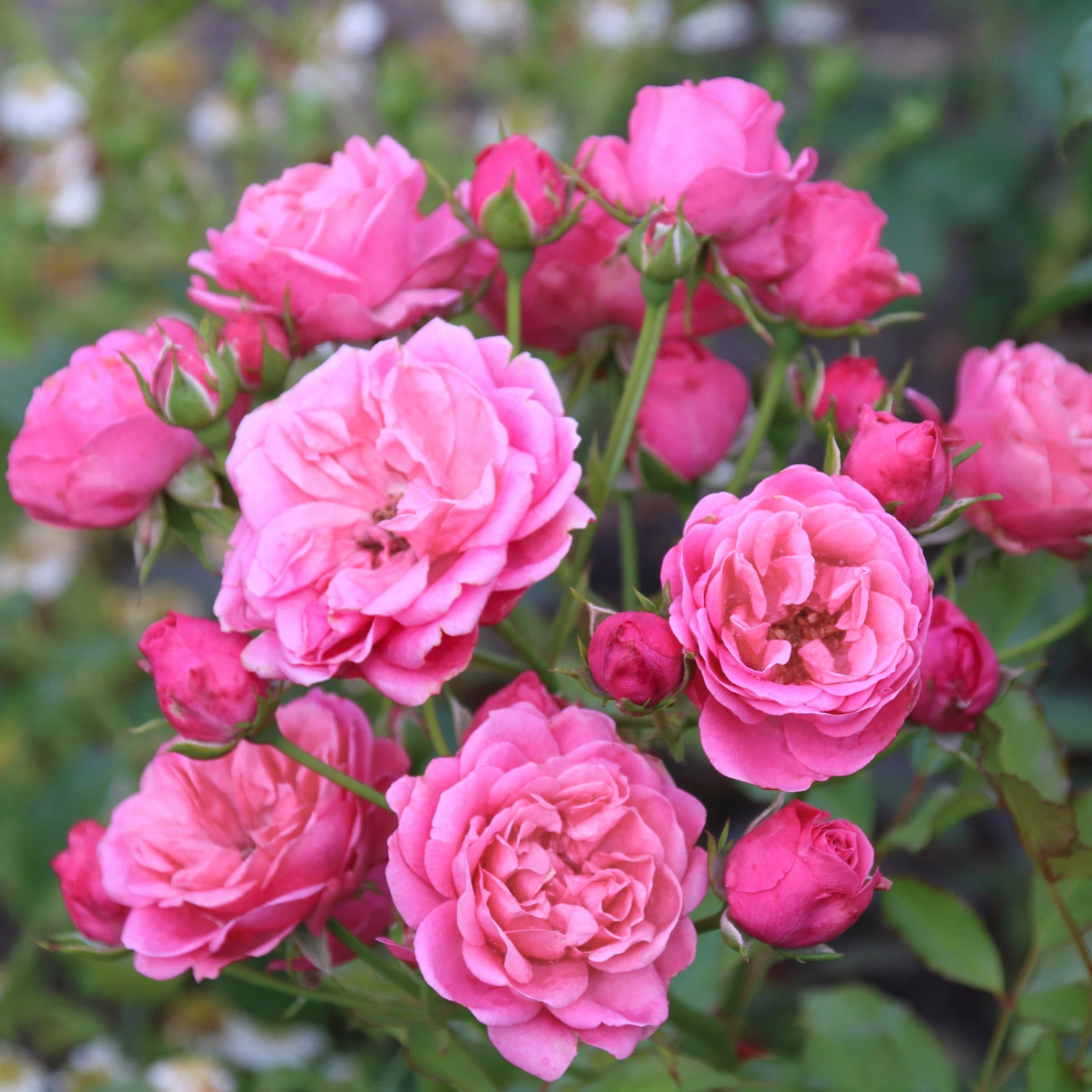 National Plant Network LW2169 roses - View #8