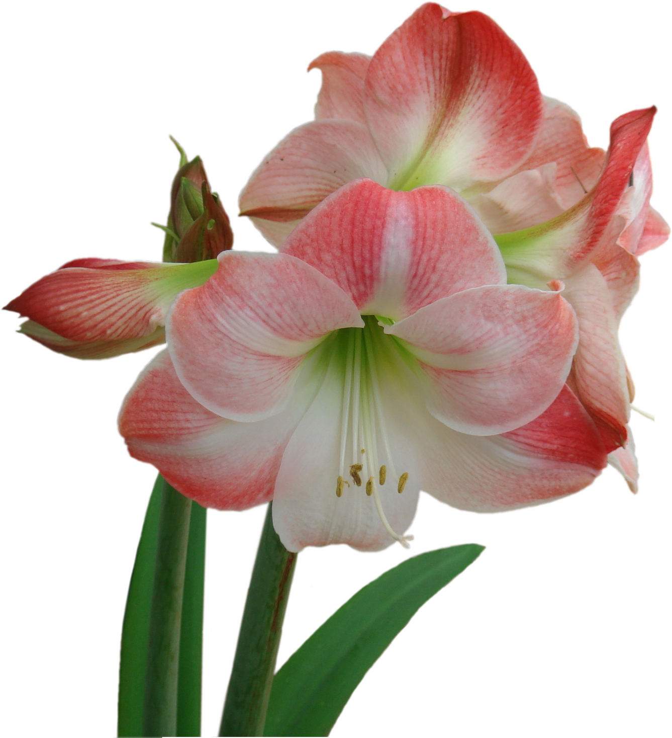 National Plant Network LW1624 Plant-Bulbs - View #4