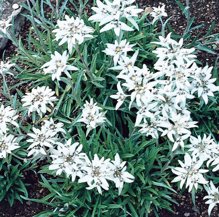 Edelweiss in 1-Pint Pot in the Perennials department at Lowes.com