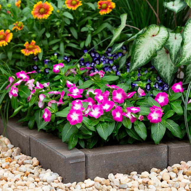 Metrolina Greenhouses Multicolor Vinca in 2 5 Quart Pot 3 Pack 4184 at Metrolina Greenhouses Multicolor Vinca in 2 5 Quart Pot 3 Pack 4184 at
