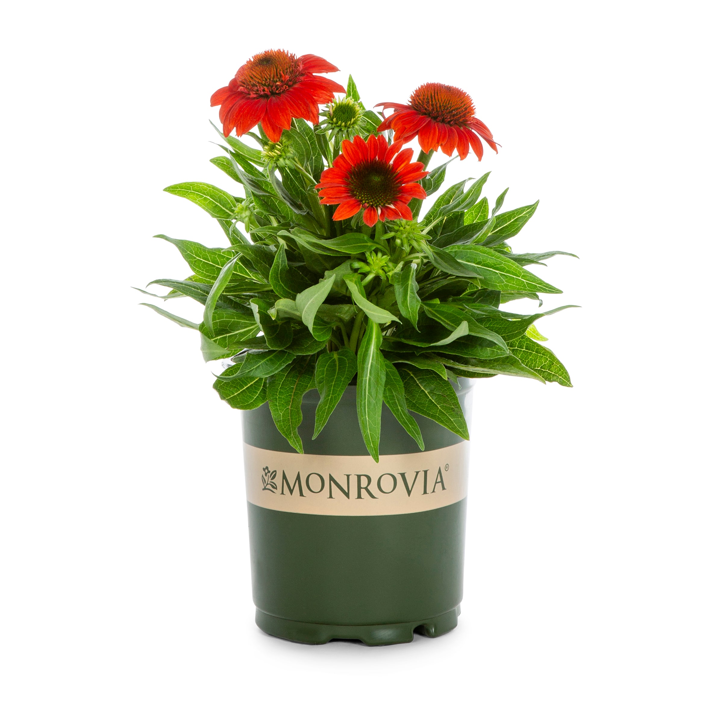 Lowe's NURSERY Orange Coneflower Plant in 2.5 -Quart Pot 1.0 -Pack
