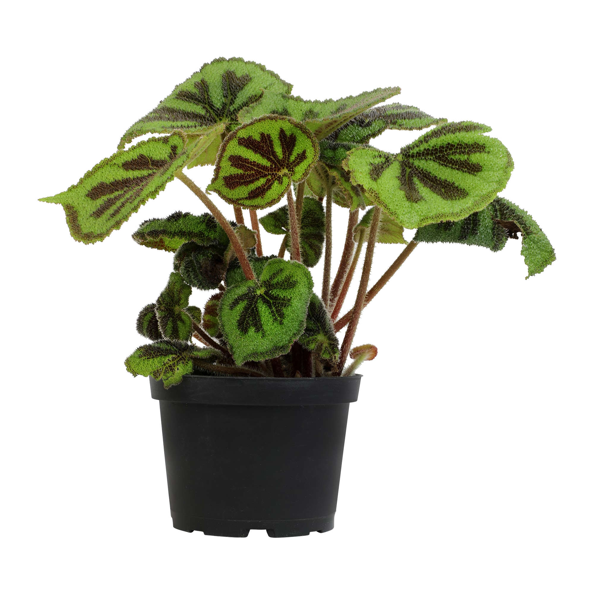 Rock Begonia Iron Cross with Black Plastic Pot