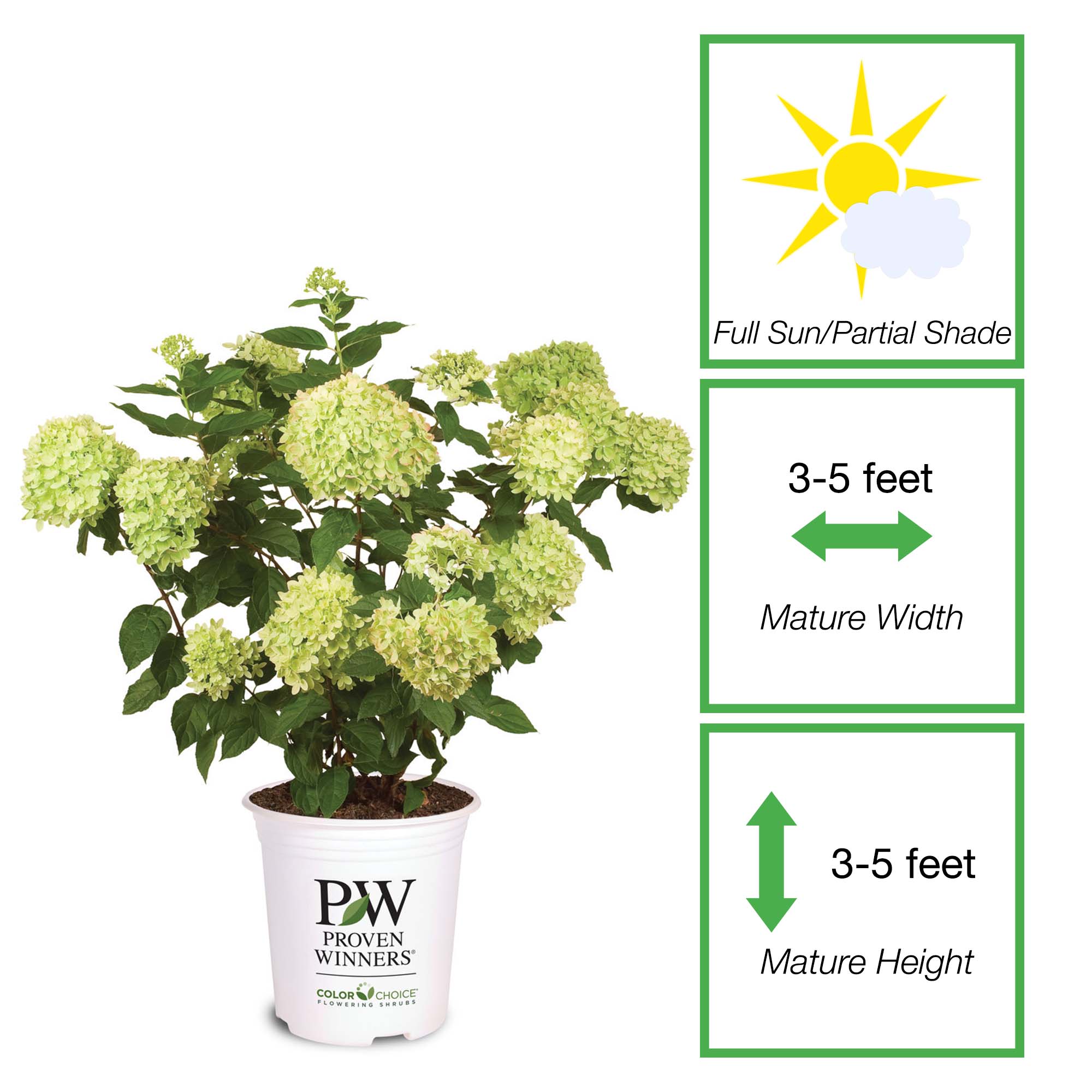 Perfect Plants LOLITTLELIME3G shrubs - View #5