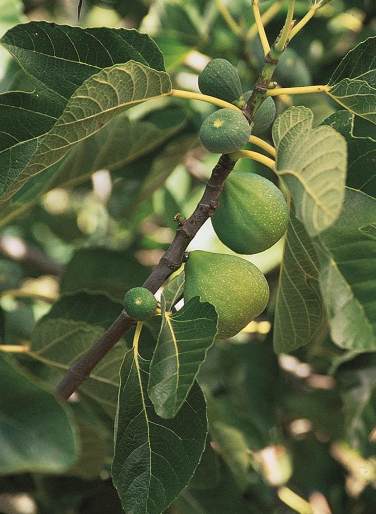 Lowe's 1221668 Fig Plant in Pot