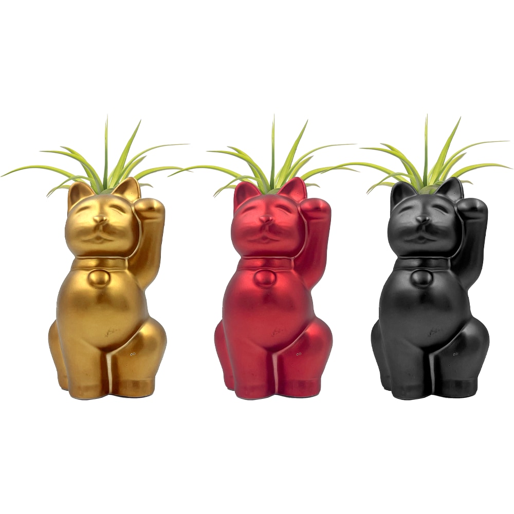 LiveTrends ASB07493 Koneko House plant in 1 -Pack Pot 1 -Pack