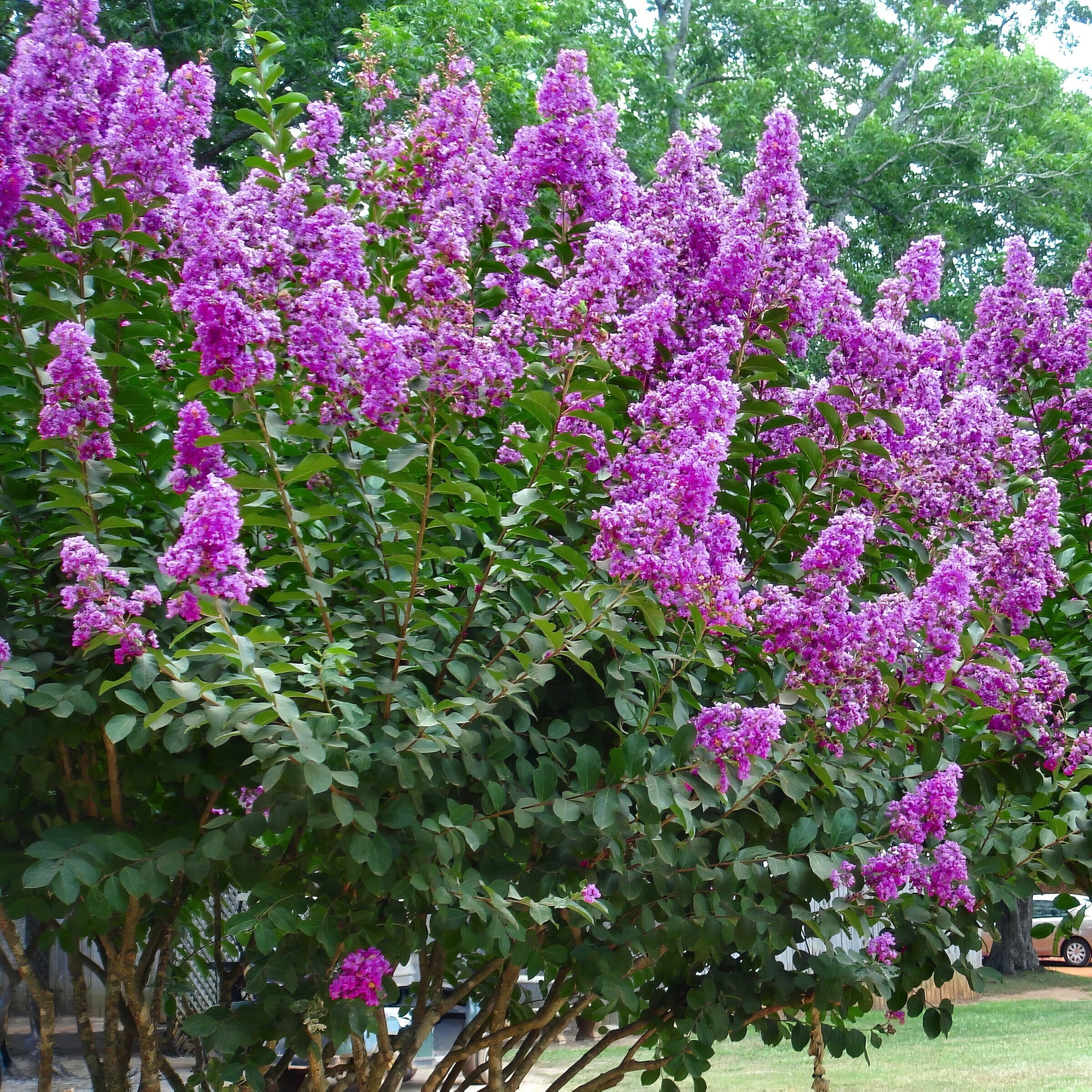 National Plant Network LW2728 trees - View #8