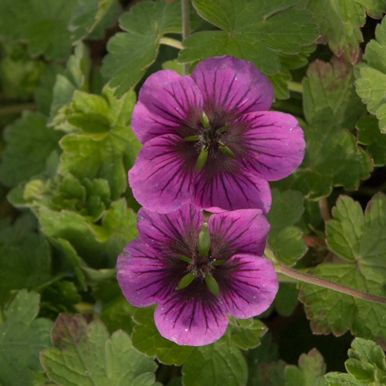 Spring Hill Nurseries 80583 Purple Perfect Storm Geranium Perennial Plant in 1-Pack Bareroot
