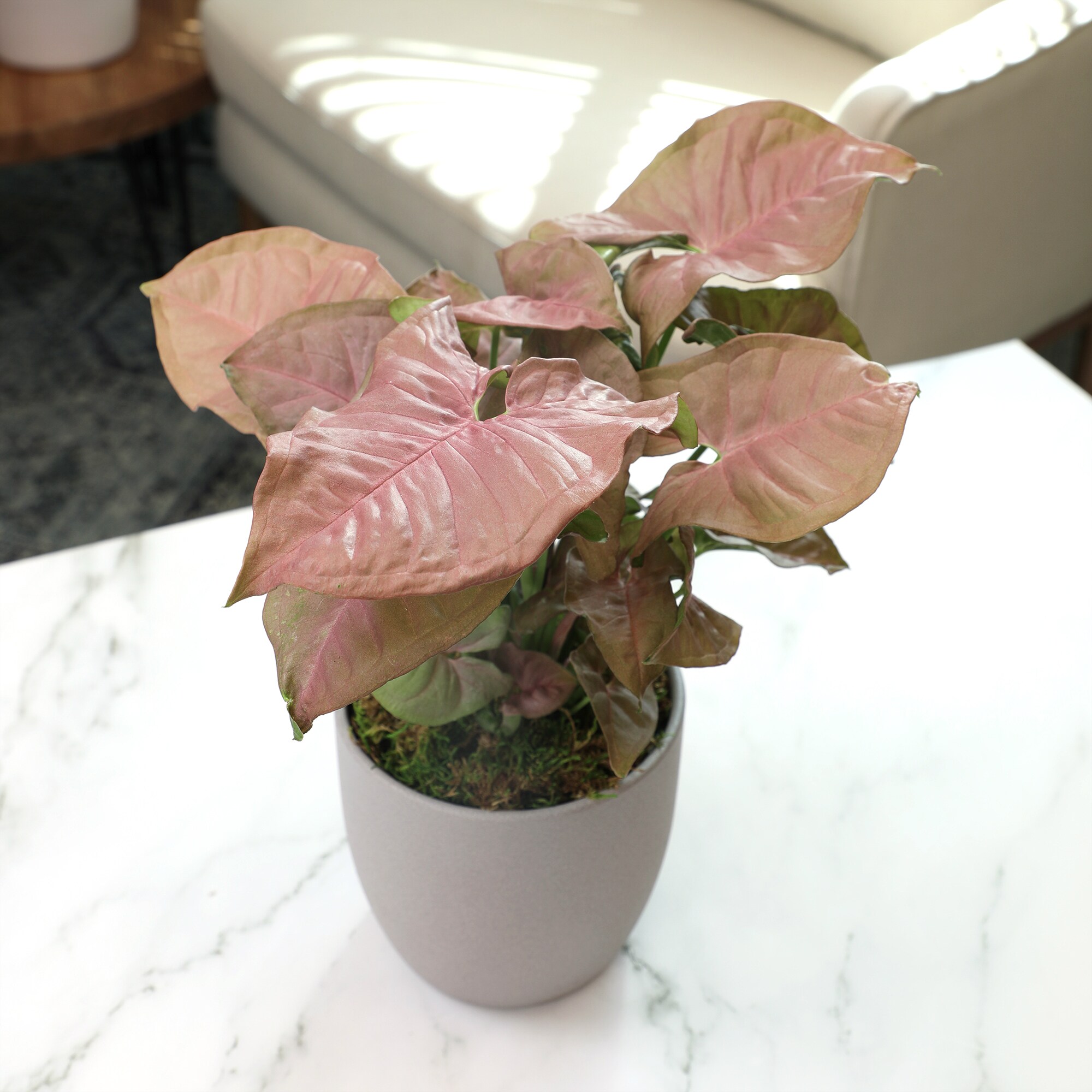 Altman Plants   - Thumbnail View #4