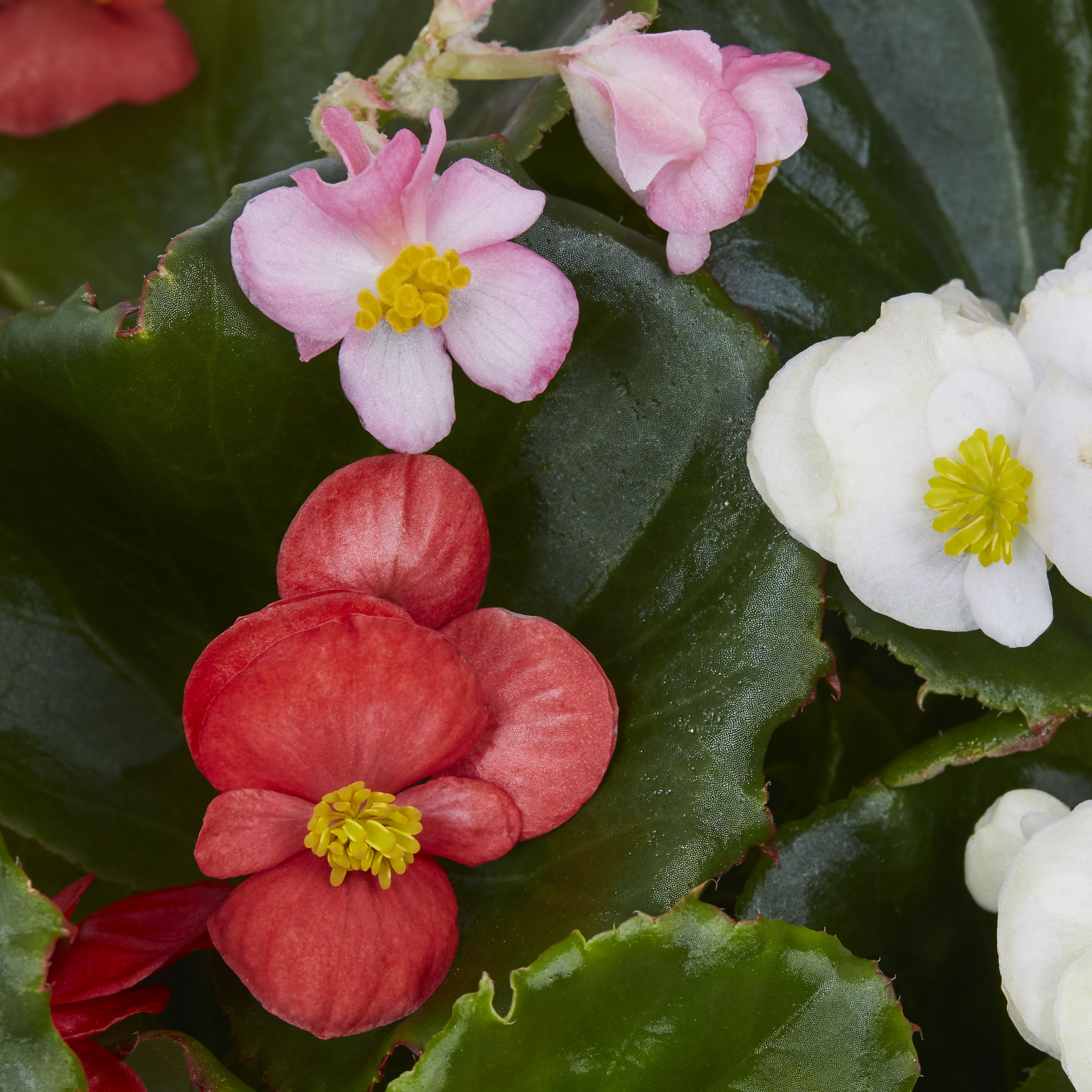 Lowe's NURSERY annuals - View #2