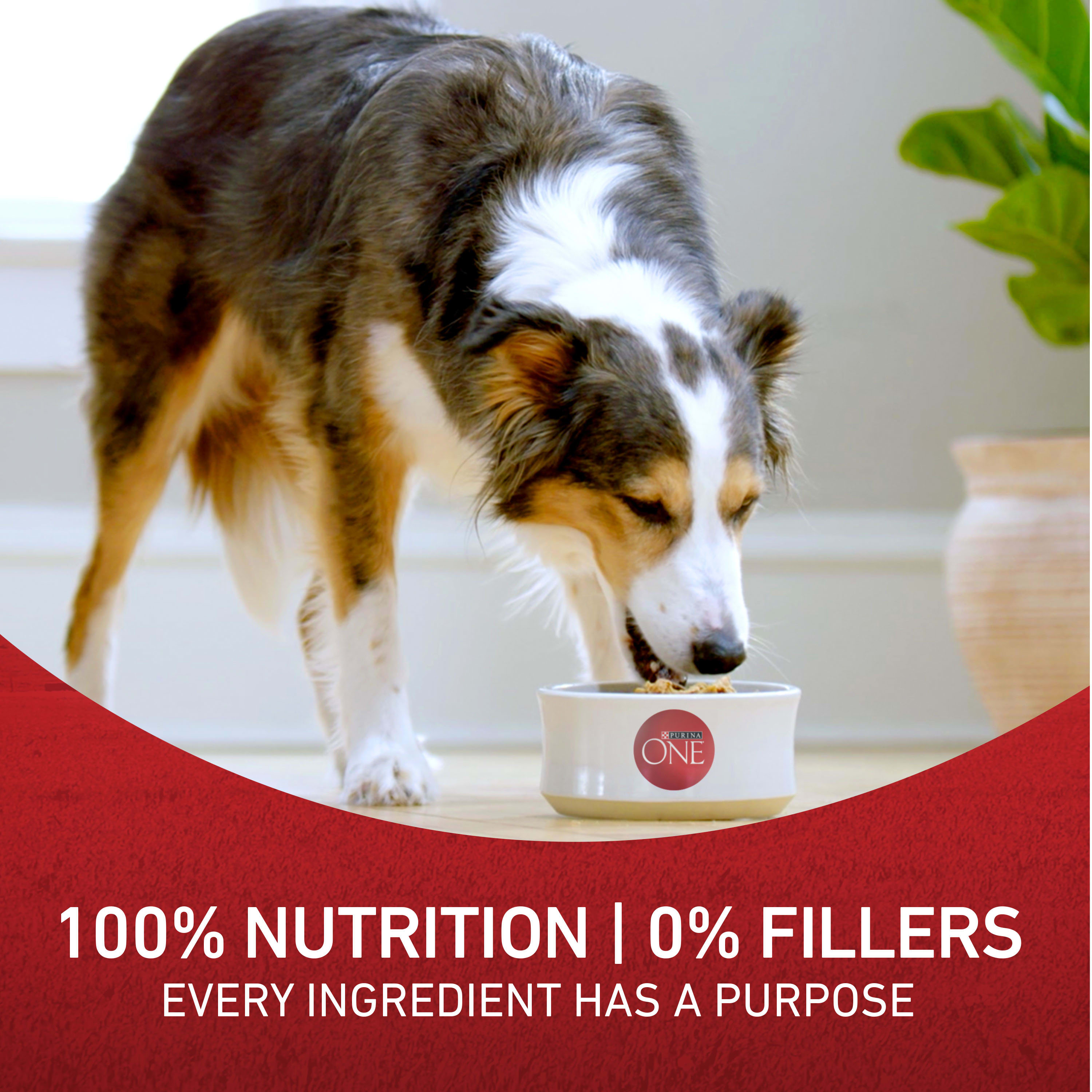 Nestle Purina 001780014937 Wet-Dog-Food - View #7