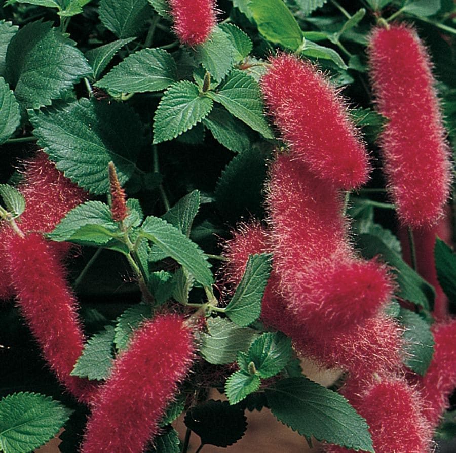 Lowe's 646282 Pink Chenille House plant in Quart(s) Pot 1.0 -Pack