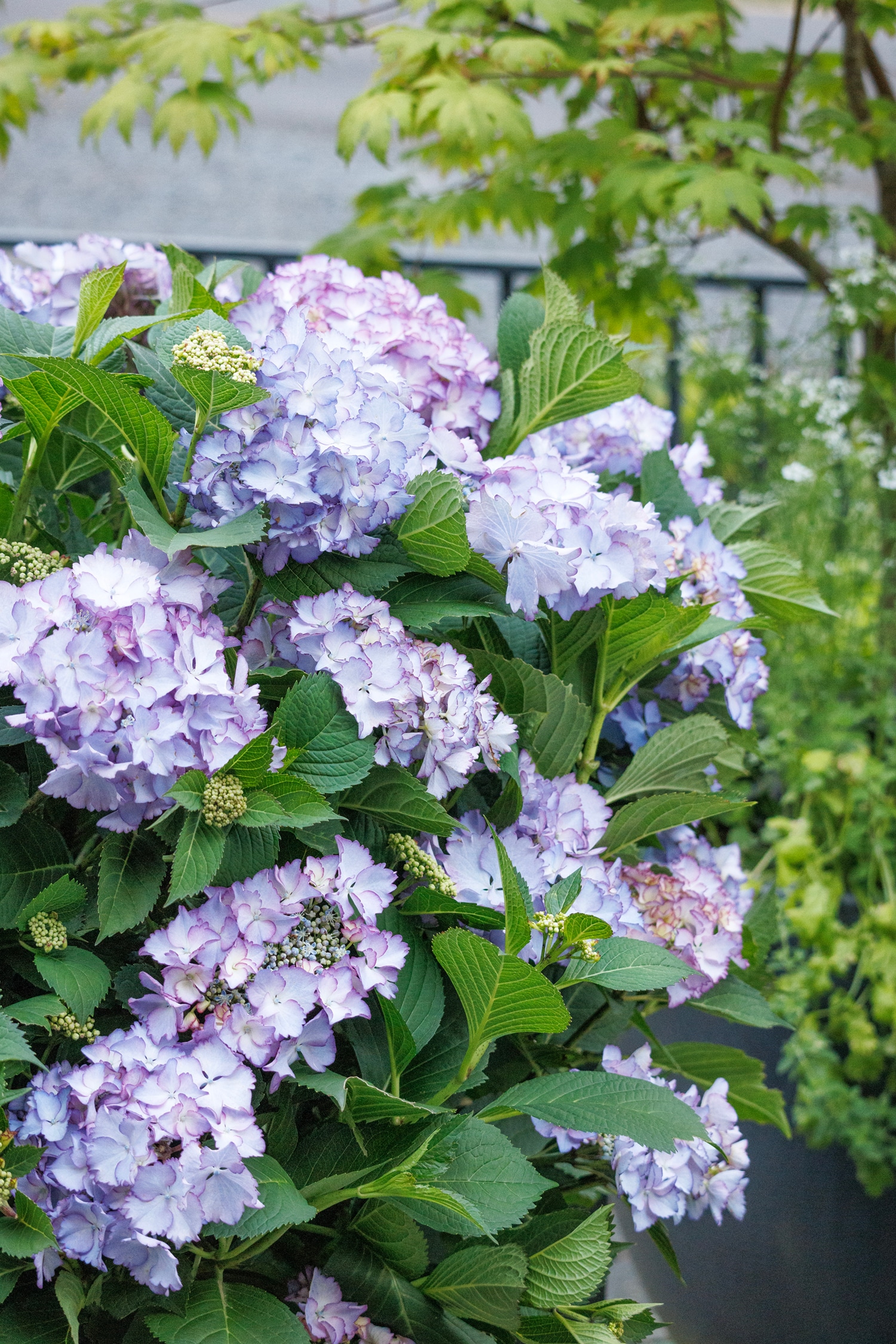 Monrovia Multicolor Seaside Serenade Crystal Cove Hydrangea Flowering ...