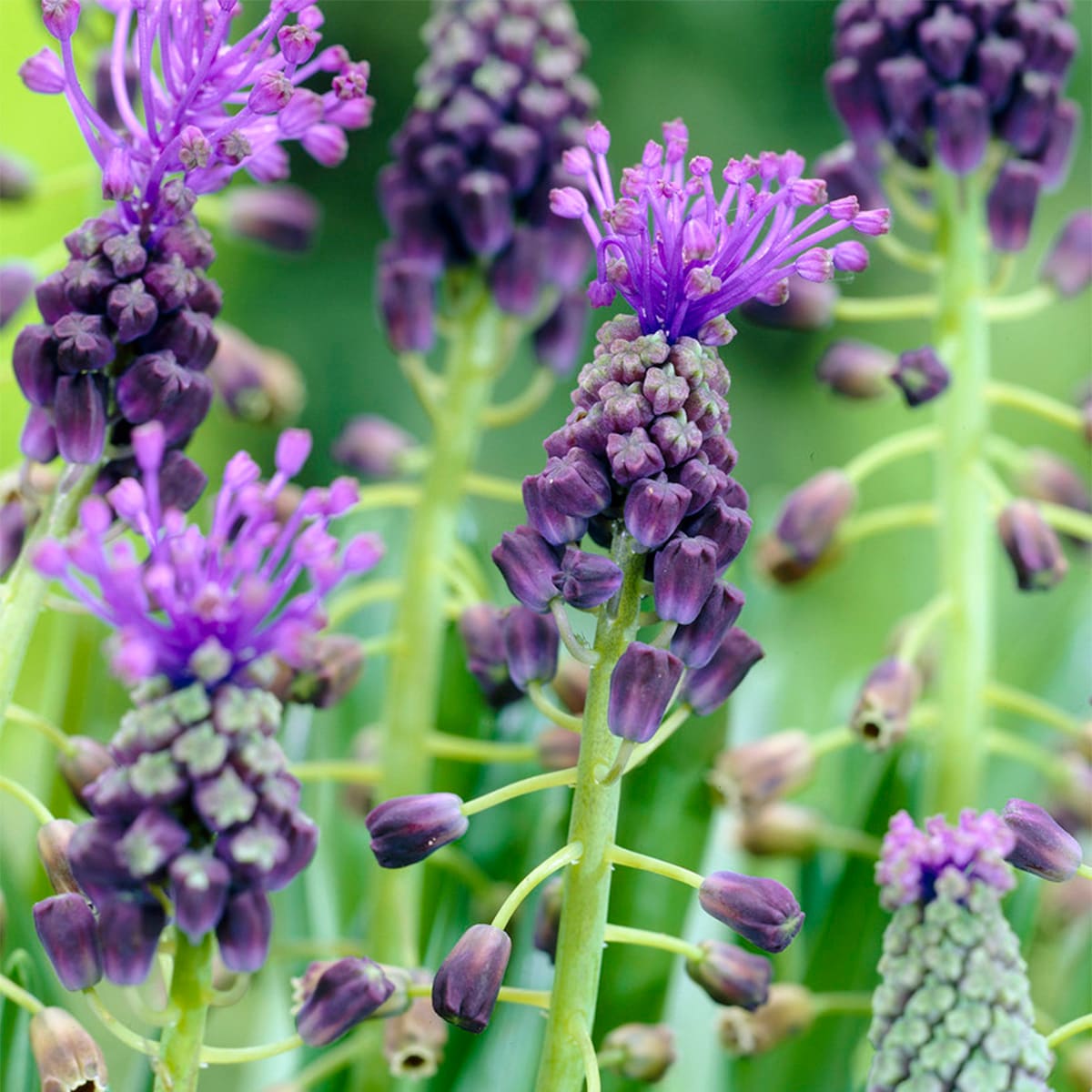 Van Zyverden 87076 Purple Grape Hyacinths Comosum Bulbs 25 Count