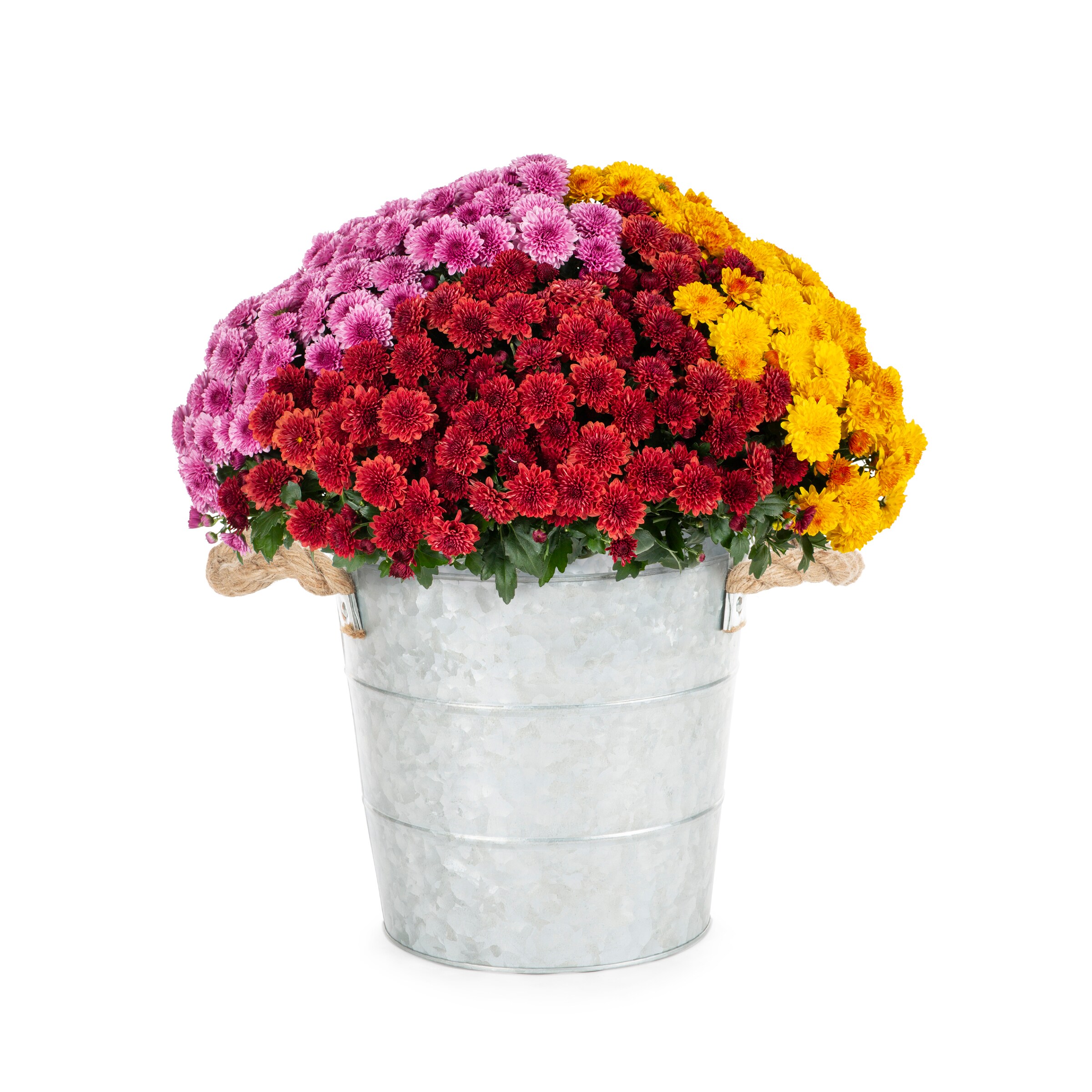 Lowe's 2144900 Multicolor Mum in 3 Quart(s) Planter 1 -Pack