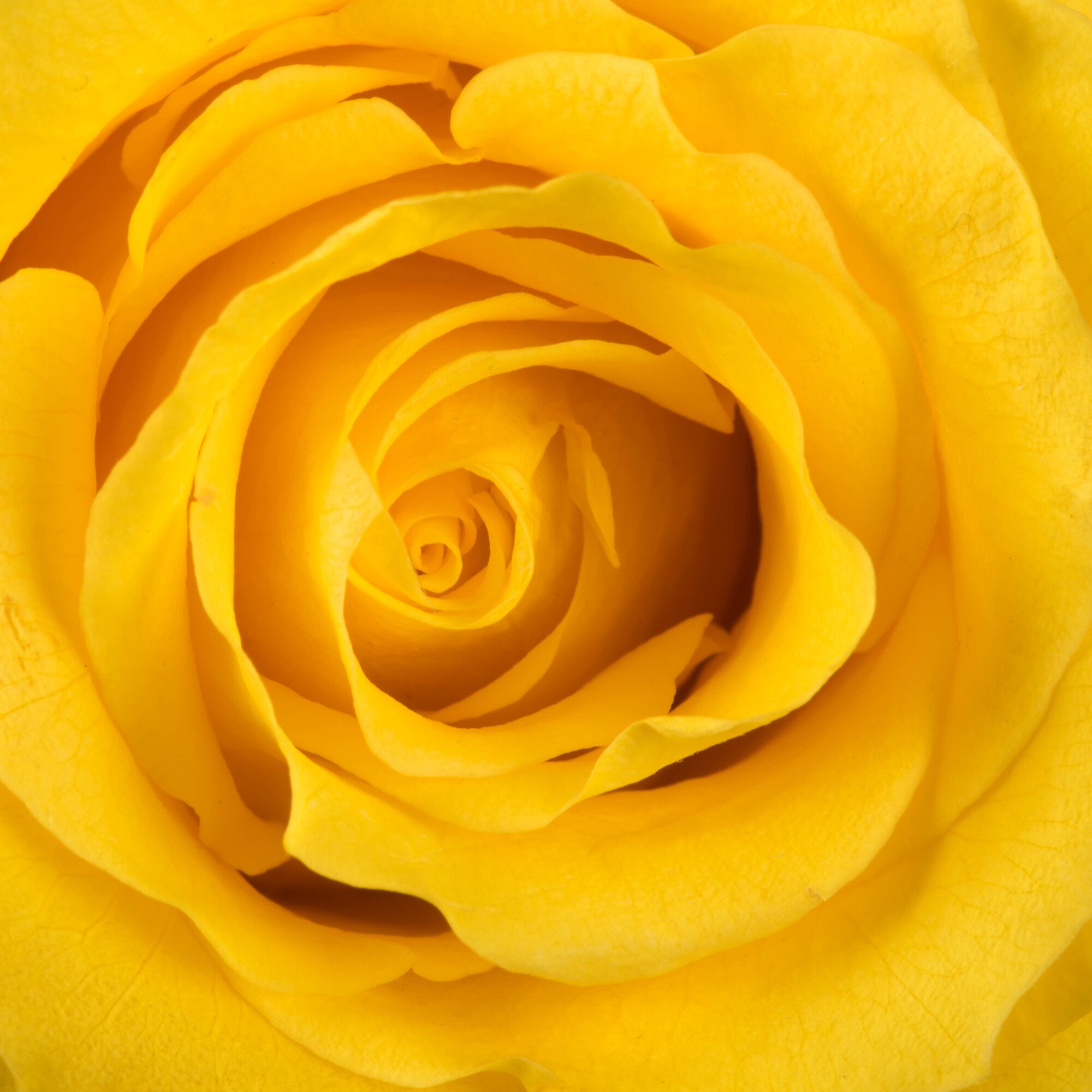 Vickerman H4ROS731 Artificial-Plants-Trees - View #3