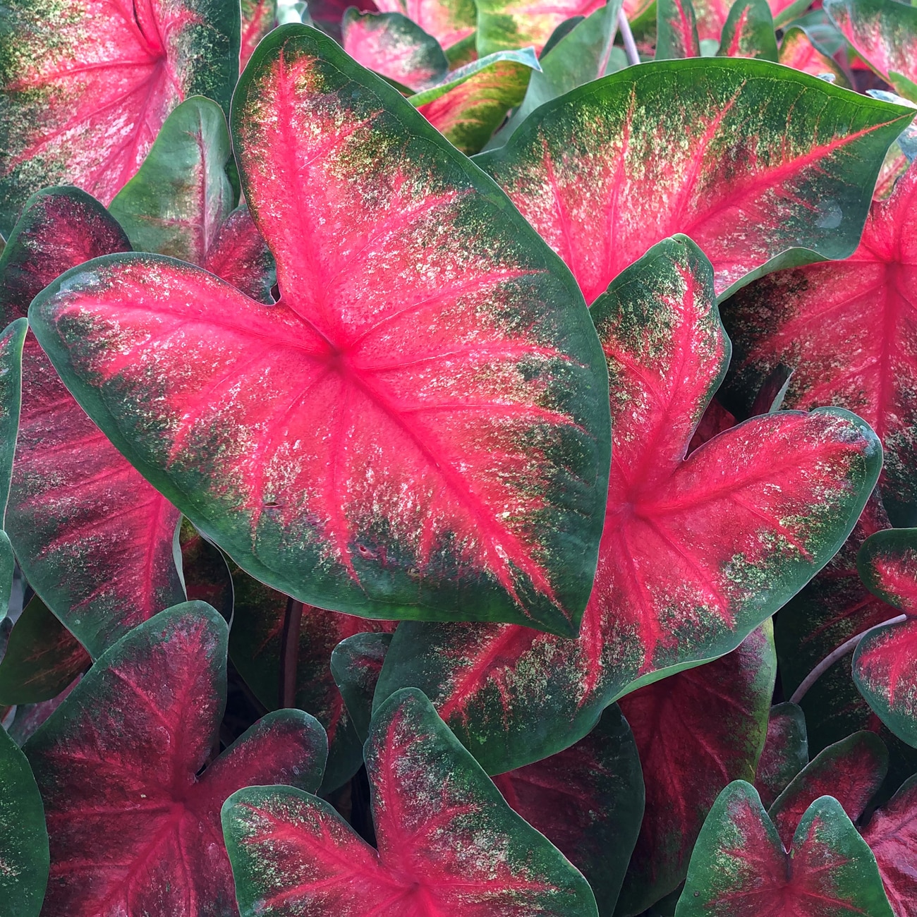 Van Zyverden 84756 Multicolor Caladiums Fancy Leaf Bombshell Bulbs 3 Count