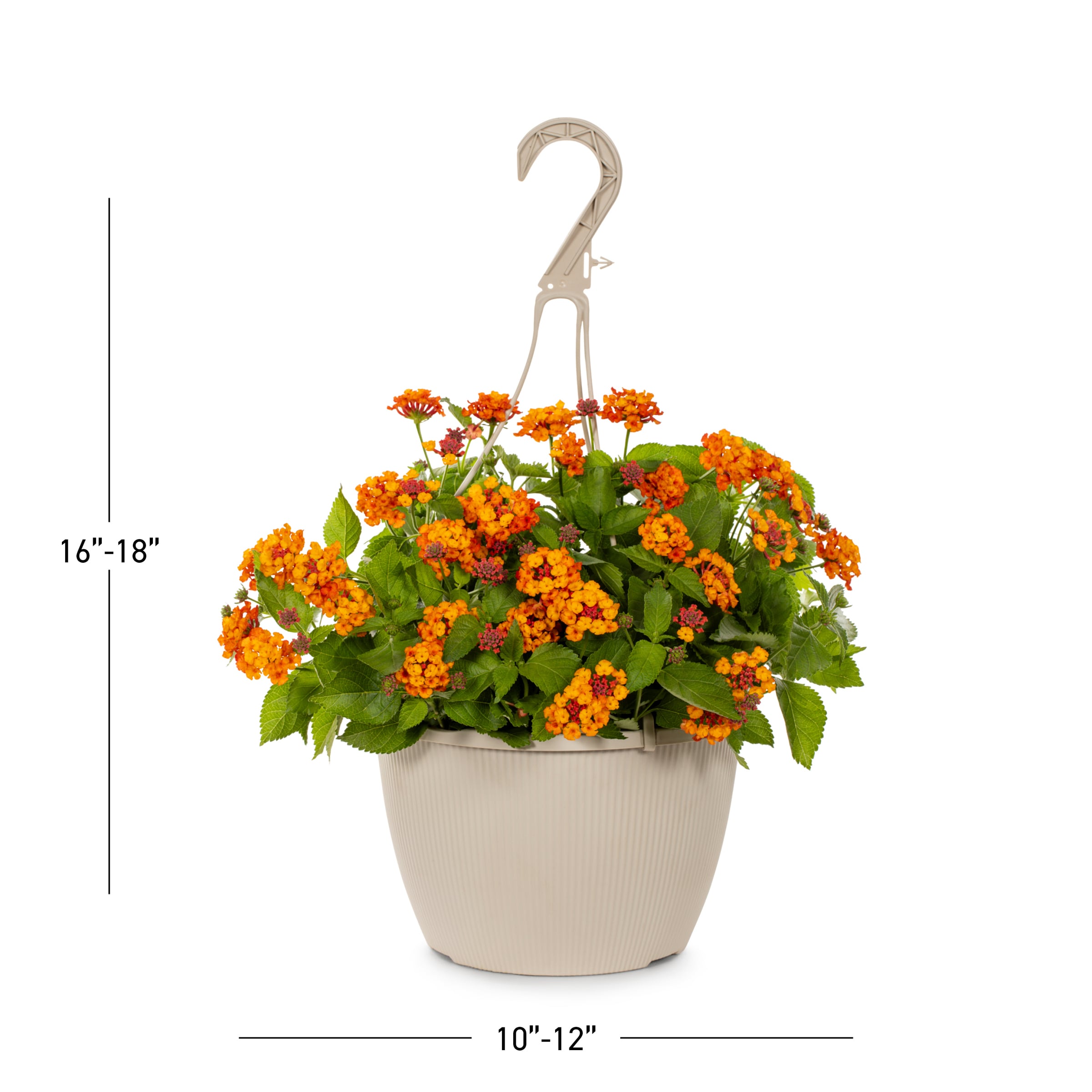 Lowe's 94004 perennials - View #3
