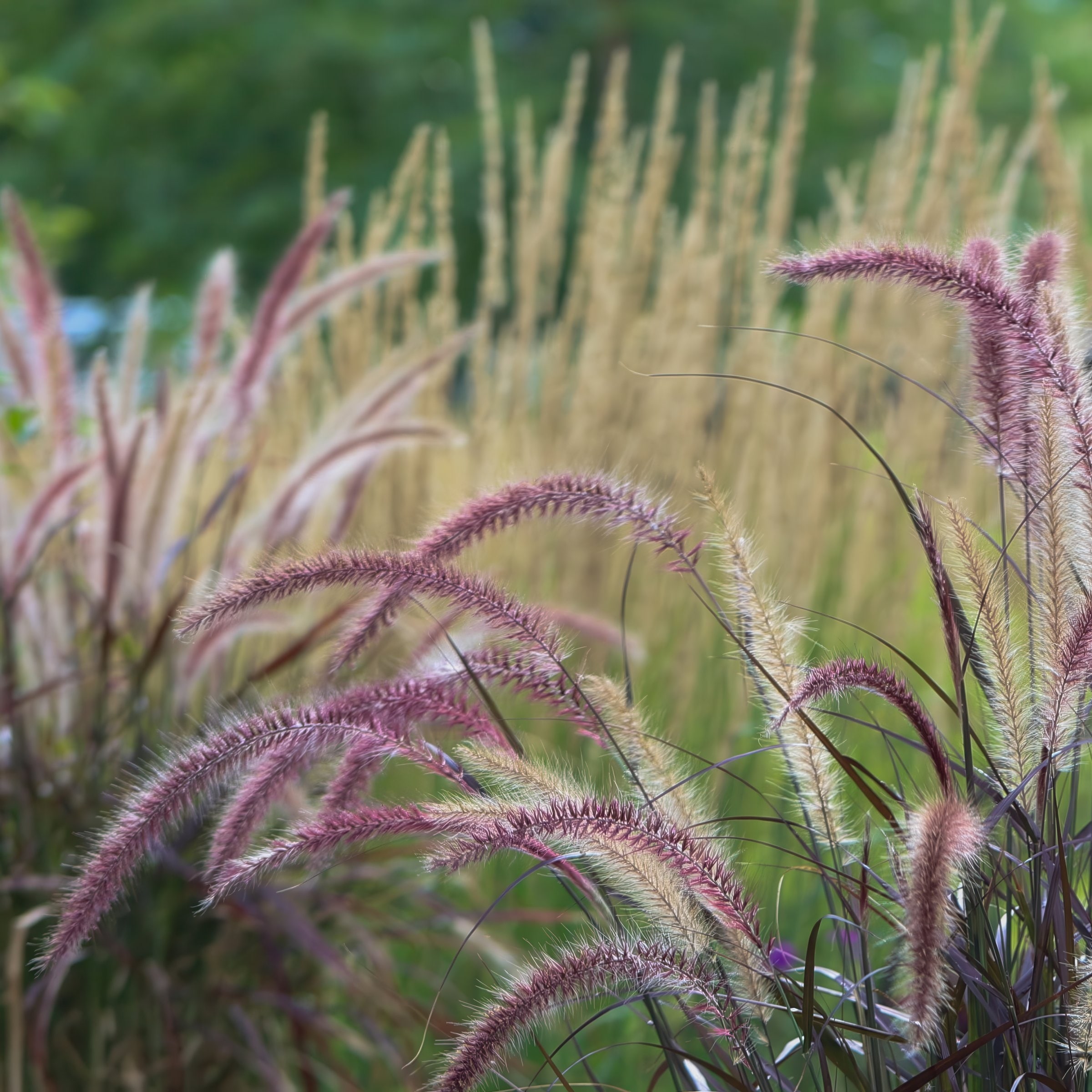 National Plant Network LW2193 perennials - View #9
