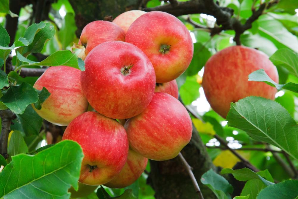 Malus Braeburn Fruit Tree 1 x 9cm Pot Hayloft Braeburn Apple