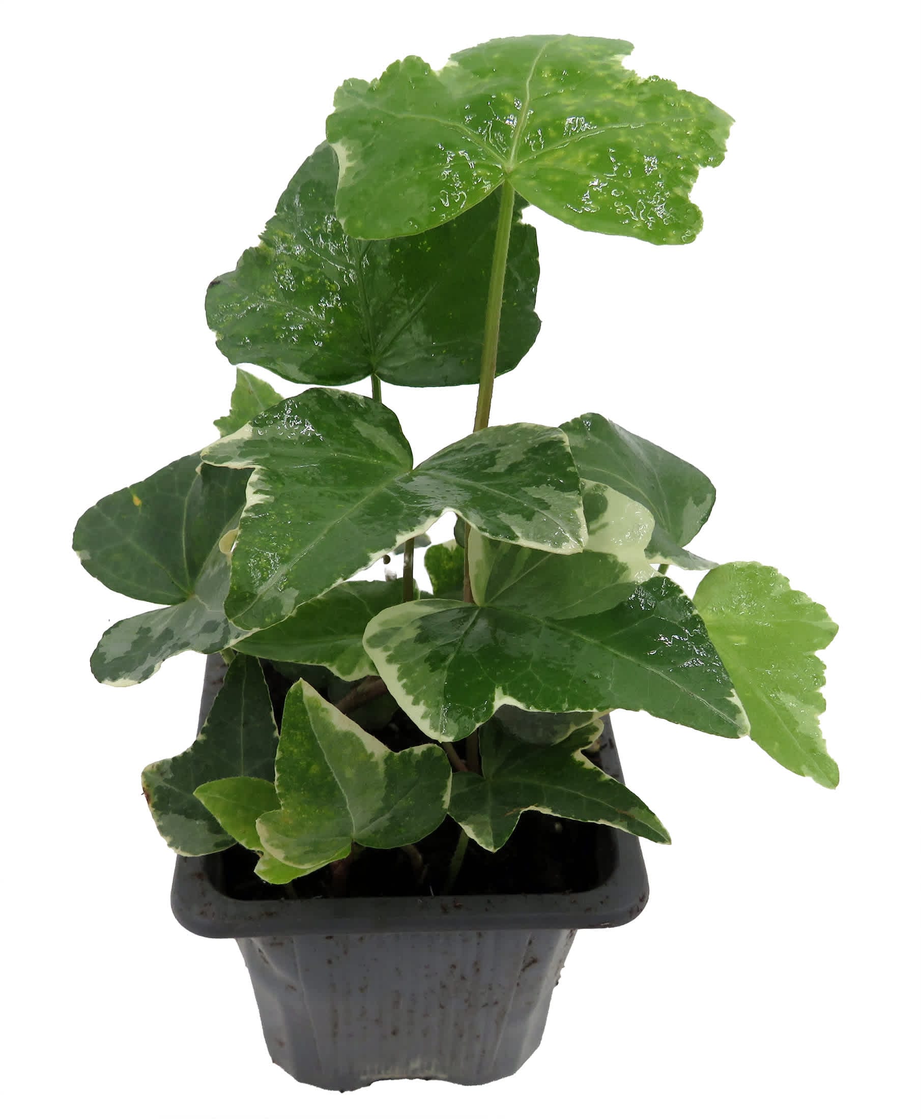 Glacier English Ivy - Hedera - 2.5" Pot Indoors