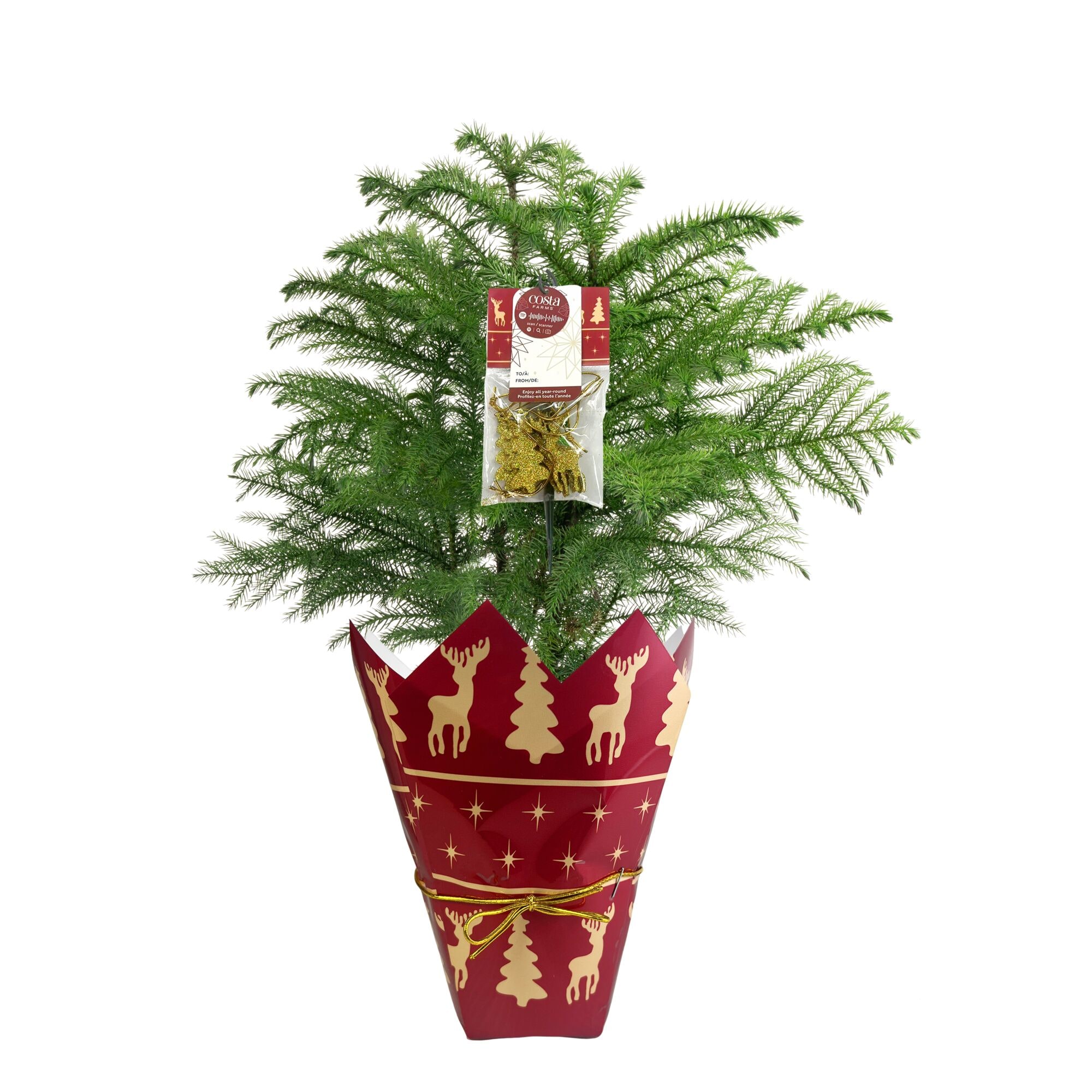 Costa Farms 6 Inch(es) Norfolk Island Pine Pot 1 -Pack