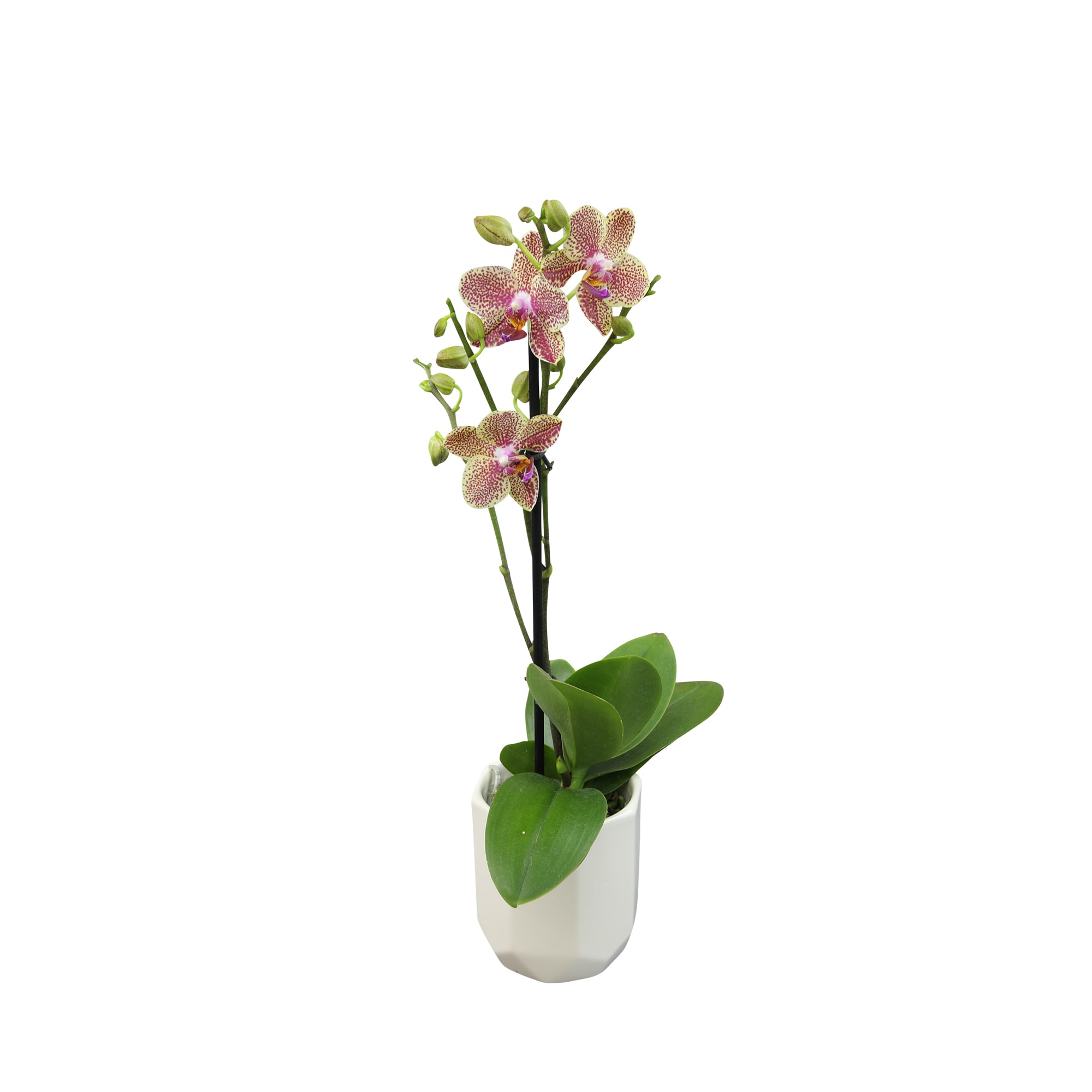 Altman Plants 0873218 Multicolor Multicolor Novelty Moth Orchid House plant in 3.5 Inch(es) Pot 1 -Pack