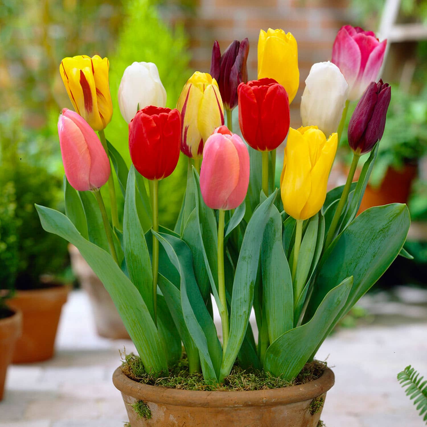 Garden State Bulb ECF-133-50-02 Plant-Bulbs - View #6