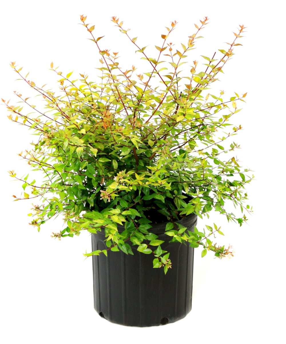 National Plant Network LW1673 Abelia Apple Perfection Foundation/Hedge Shrub in 3 -Gallon Pot with White Blooms