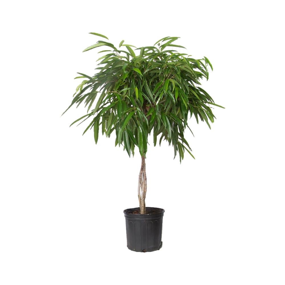 Lowe's Ficus Midnight House Plant in 3.8-Gallon Pot at Lowes.com