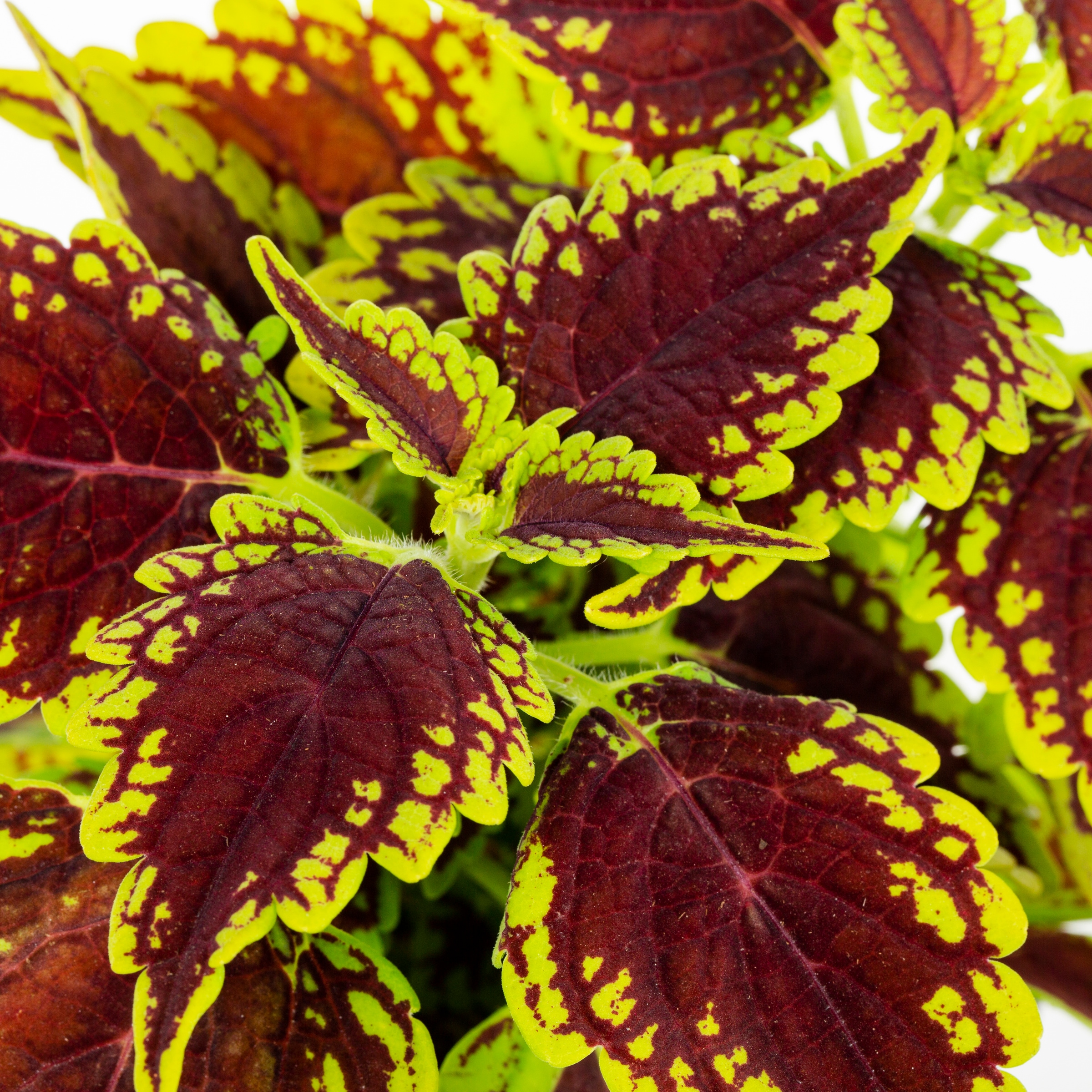 Metrolina Greenhouses 4337 annuals - View #2