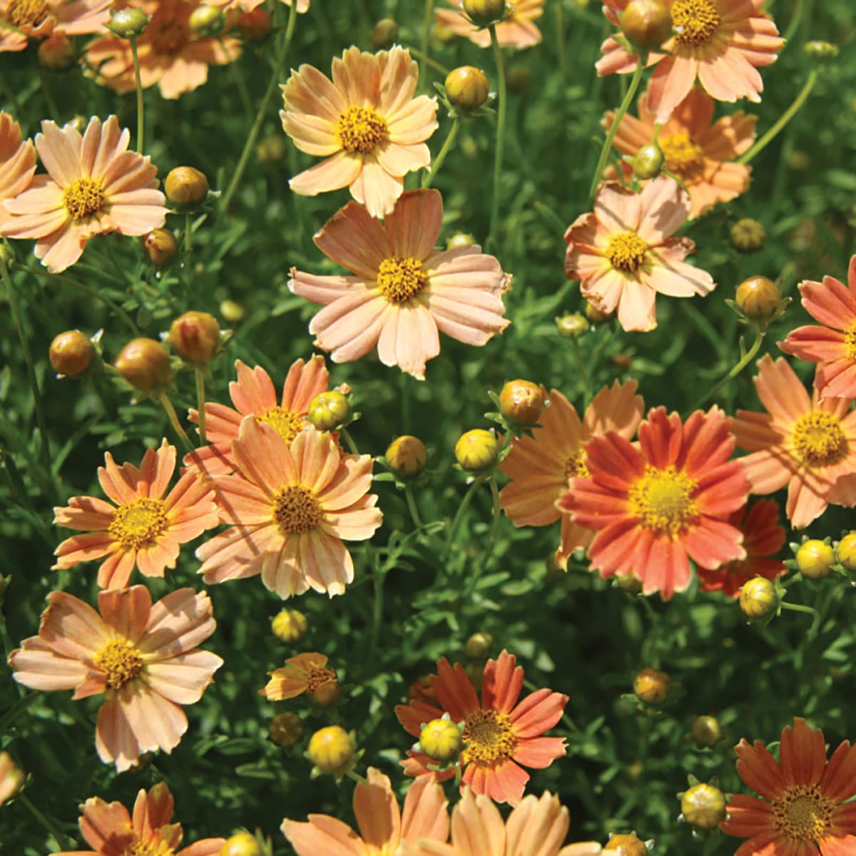 Monrovia NURSERY Orange Crème Caramel#8482 Threadleaf Coreopsis Plant in 2.50 -Quart Pot 1.0 -Pack