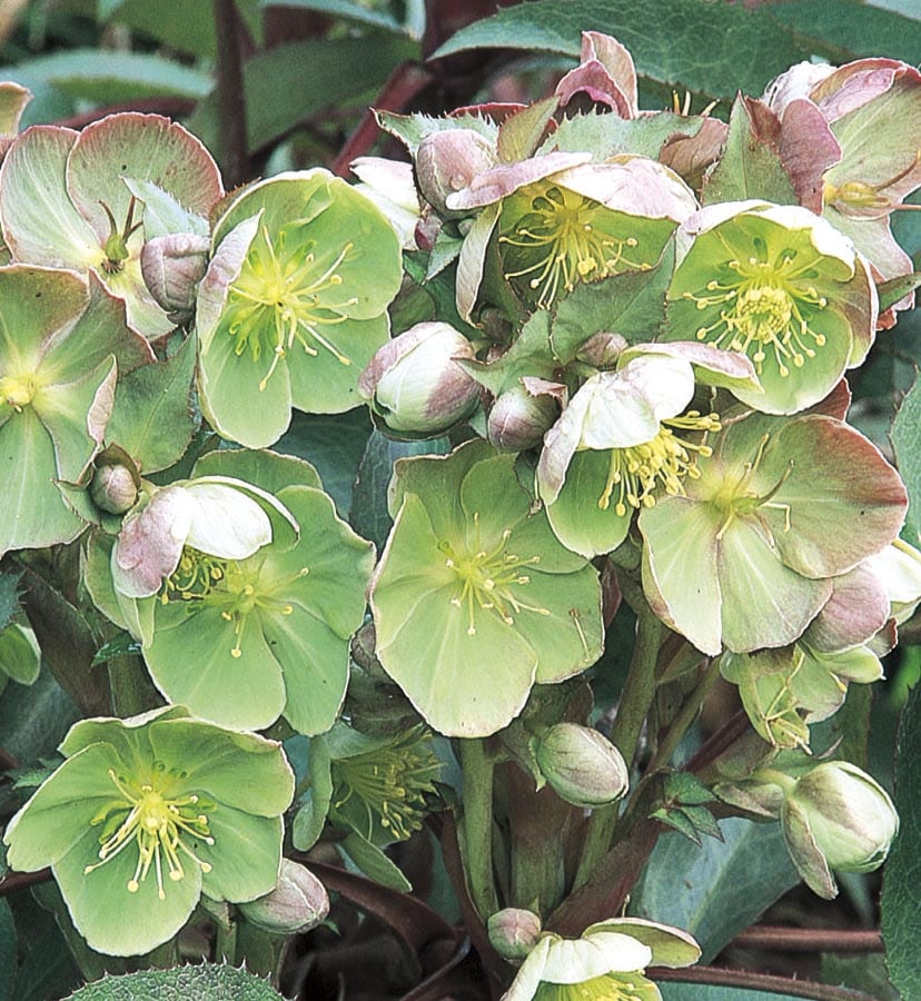 Lowe's NURSERY Multicolor Helleborus Plant in 2.5-Quart Pot