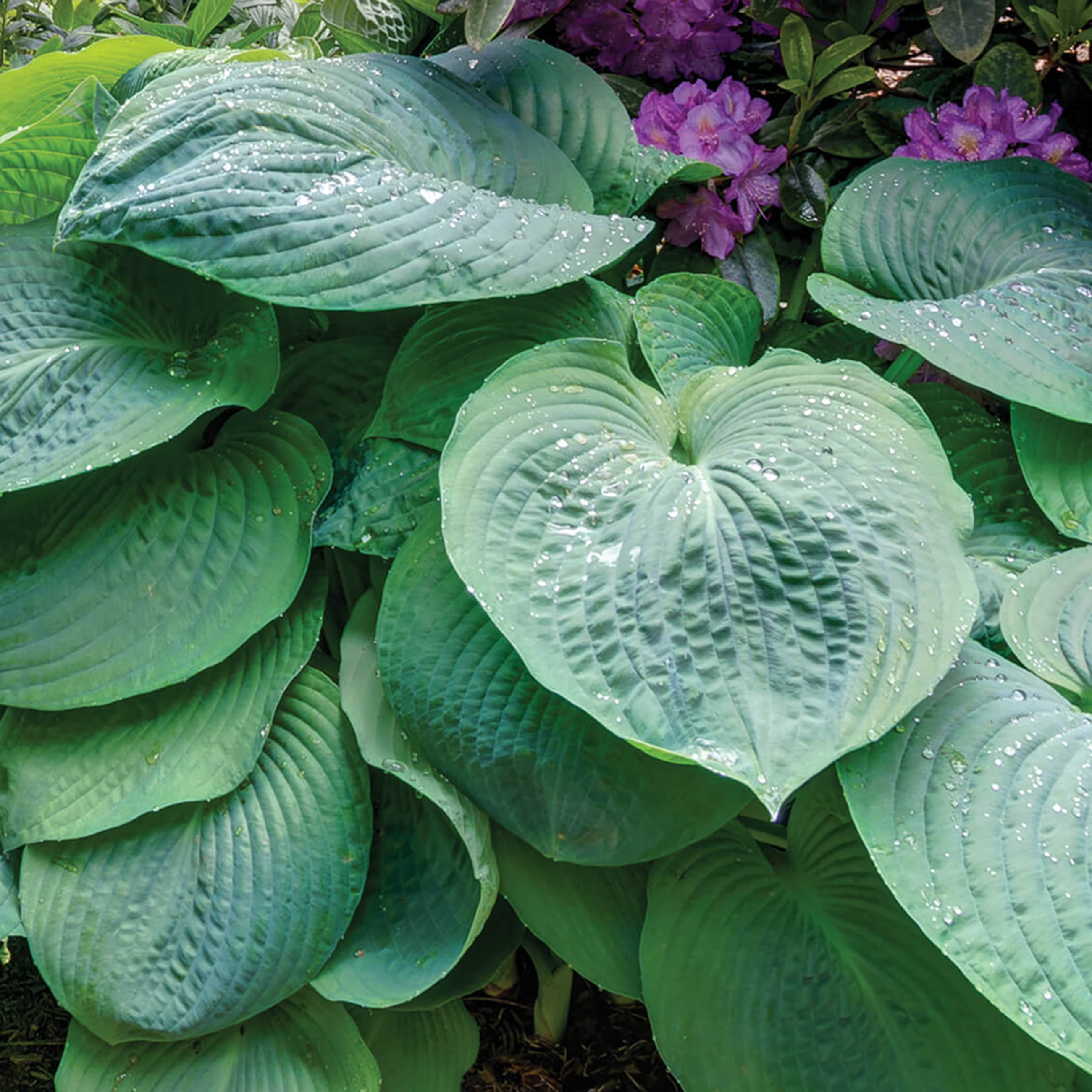  1072 perennials - View #5