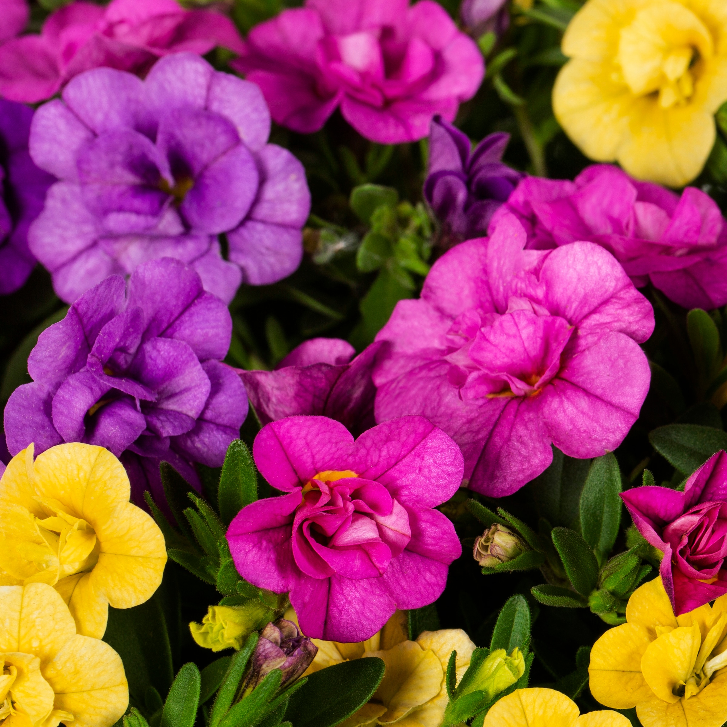 Ready Refill NURSERY annuals - View #2