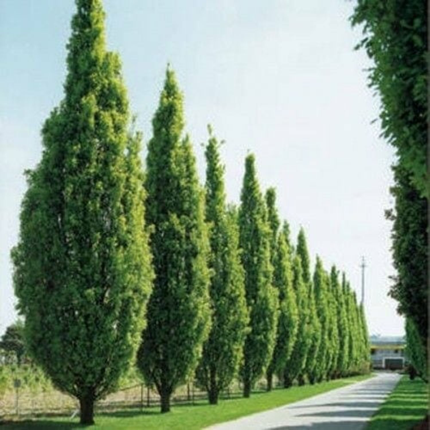 Southern Planters OAKPIL01GH trees - View #3