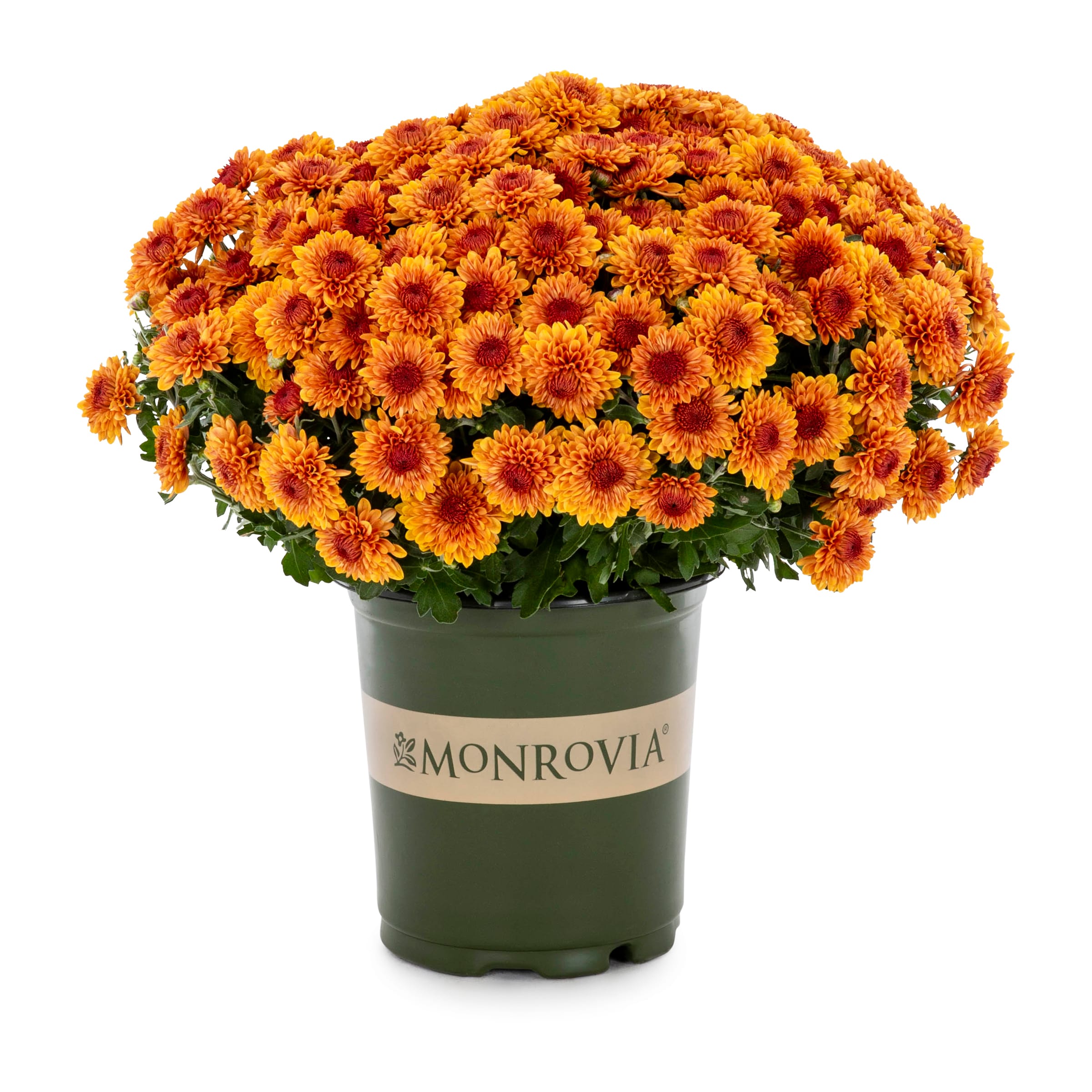 Monrovia 5336045 Multicolor Mum in 2.5-Quart Pot